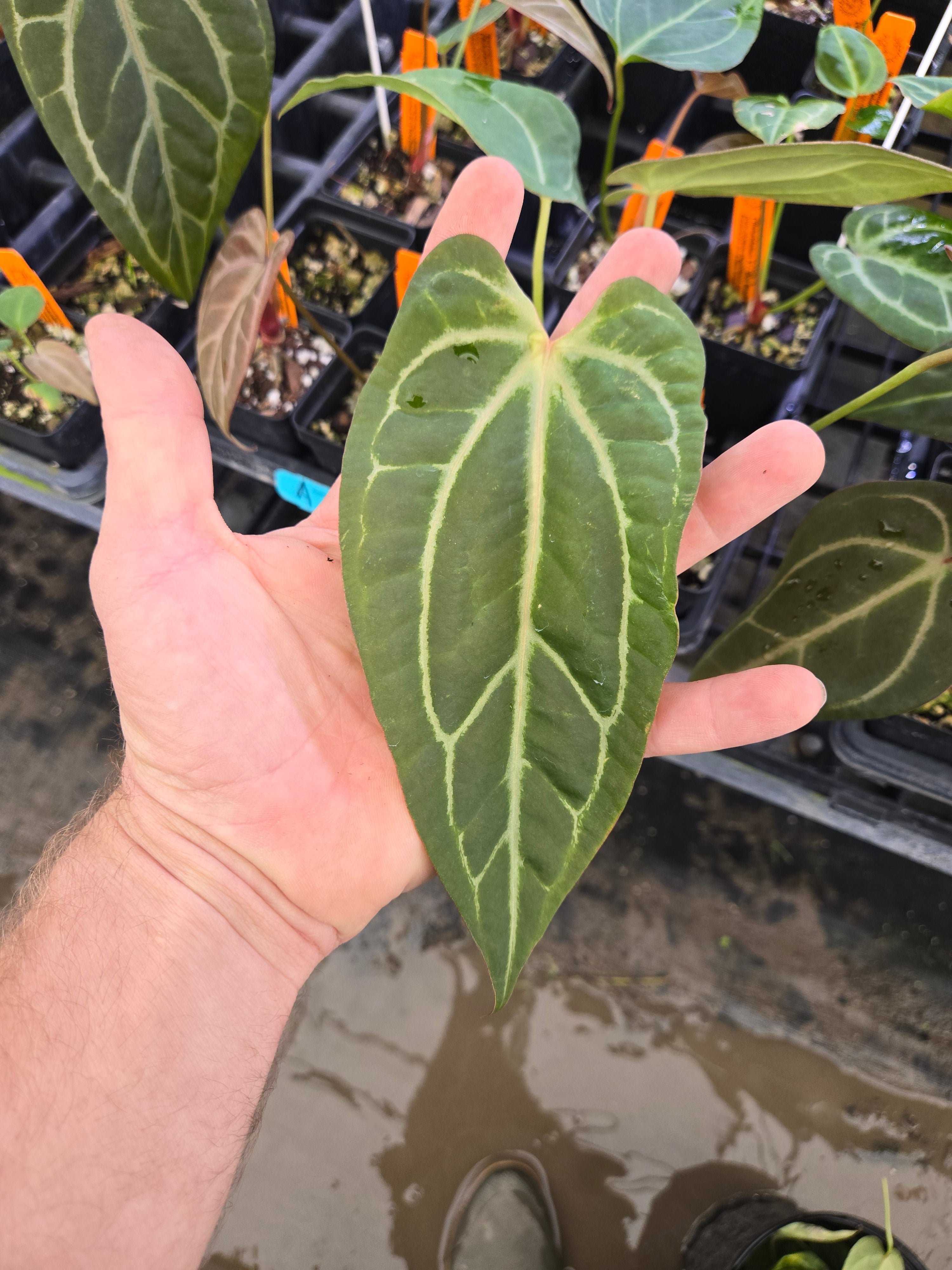Anthurium 'Swampmannii Long' x ('Rotundatum X'/ 'Doc Block Purple F2') (A78)