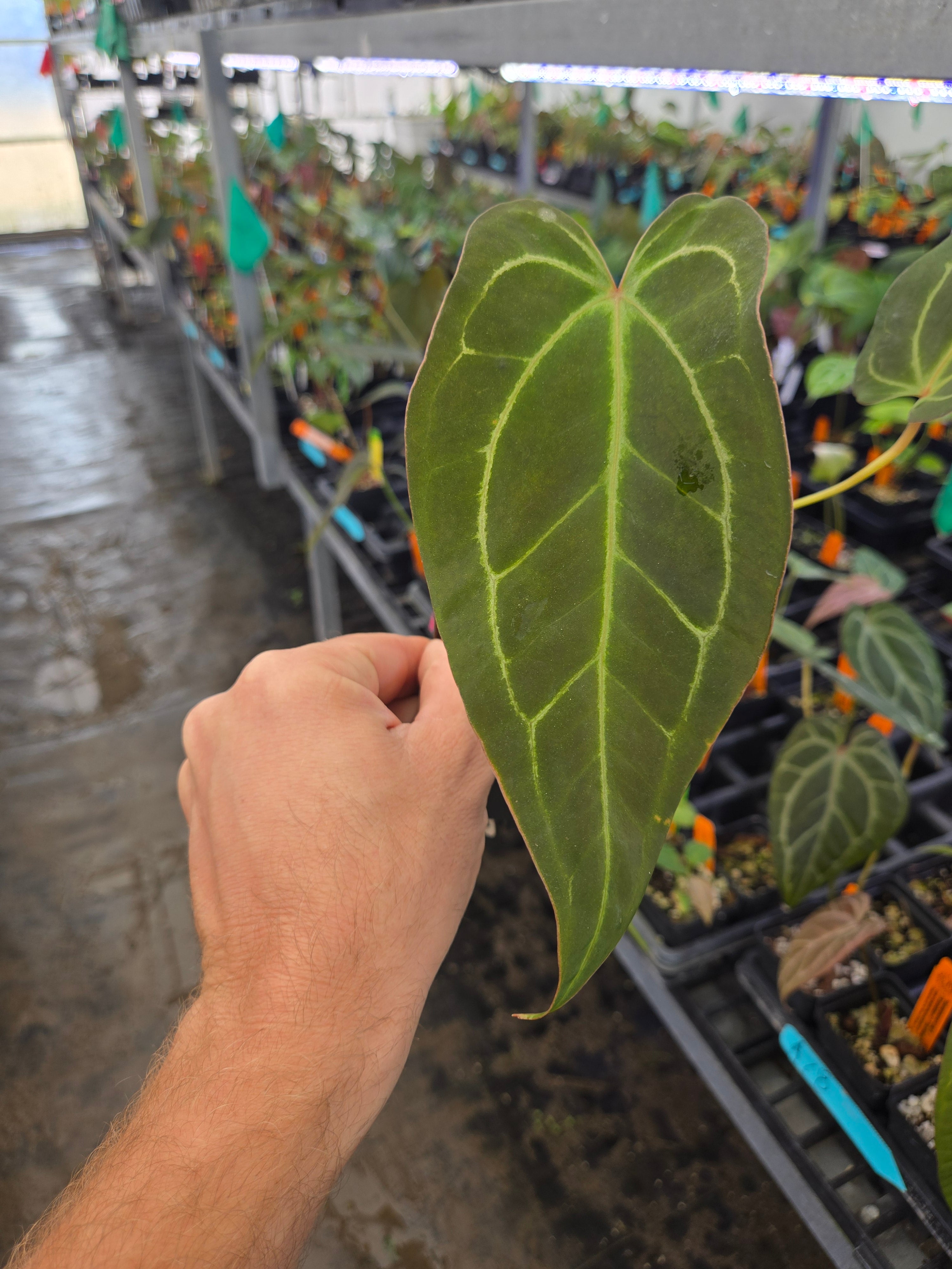 Anthurium 'Swampmannii Long' x ('Rotundatum X'/ 'Doc Block Purple F2') (A78)