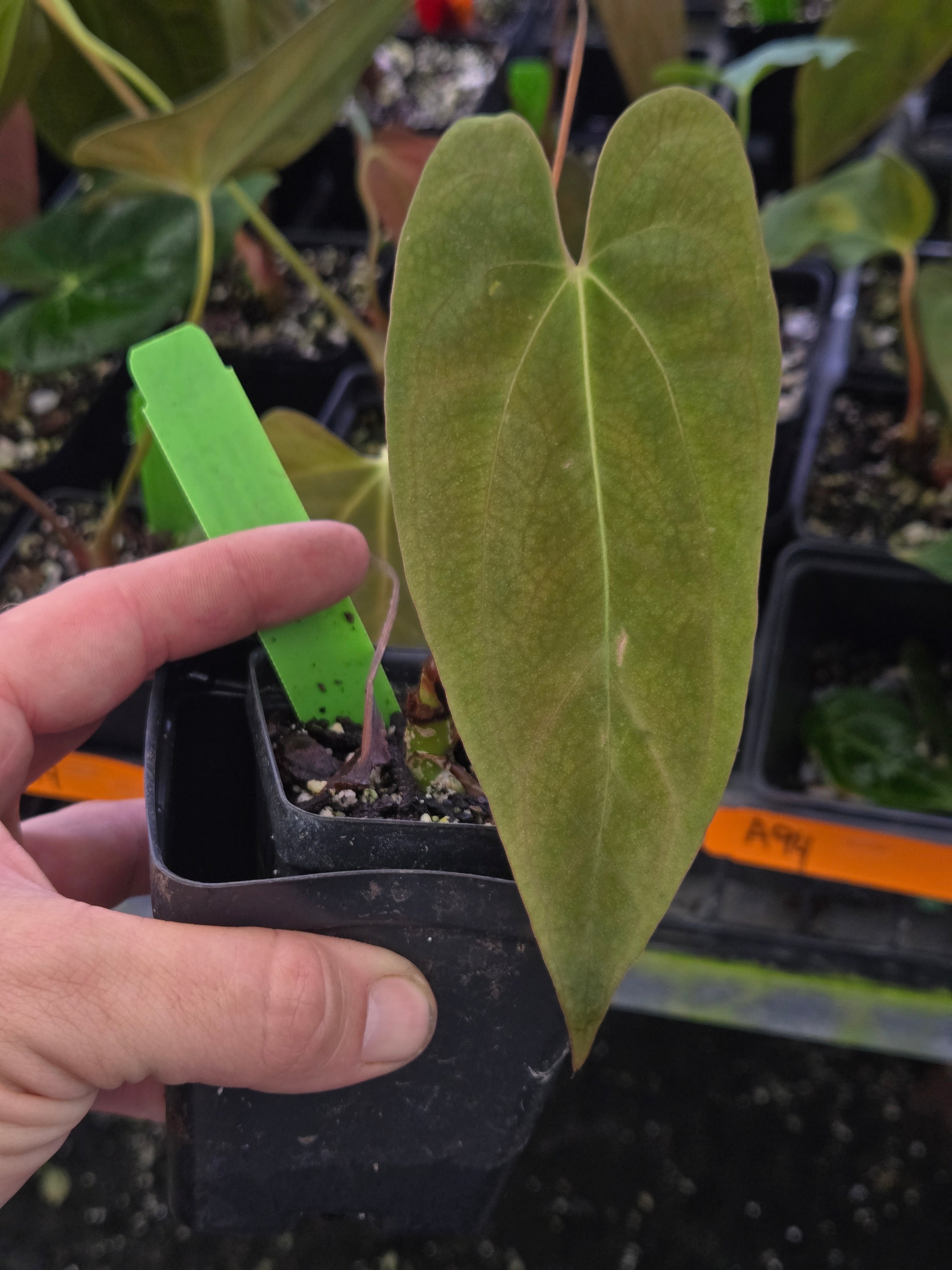 Anthurium ‘Nice Papillilaminum #8' x  Papillilaminum ‘Ree Gardens’ (A94)