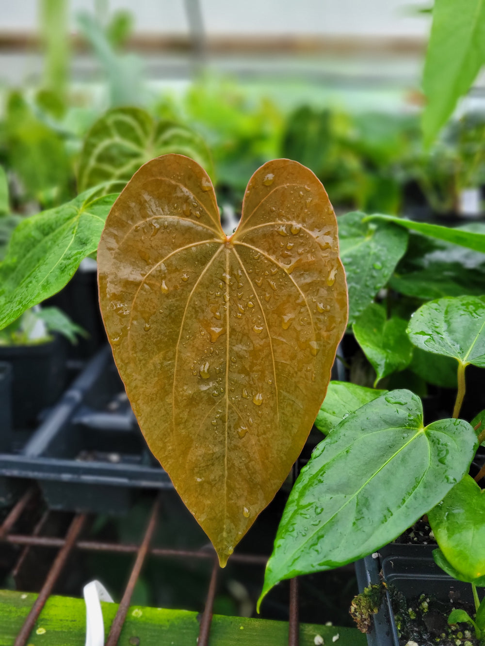 Anthurium Ree Gardens Non Besseae (Dewey Fisk NOID x Dreslerii) - Nice Plants Good Pots