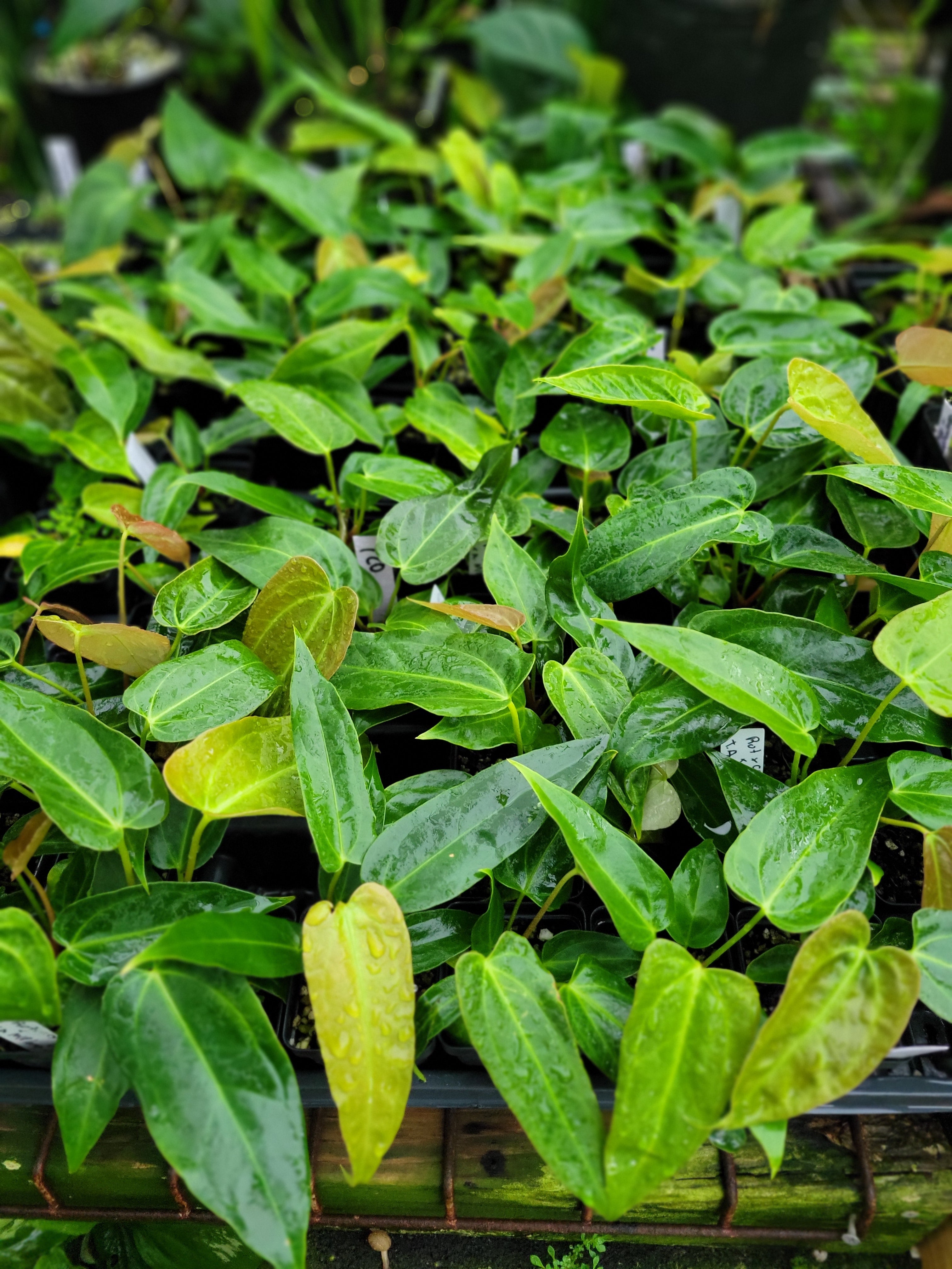 Anthurium Rotundatum X x (A. Tim Anderson Mag x Pap Dark & Narrow) - Nice Plants Good Pots