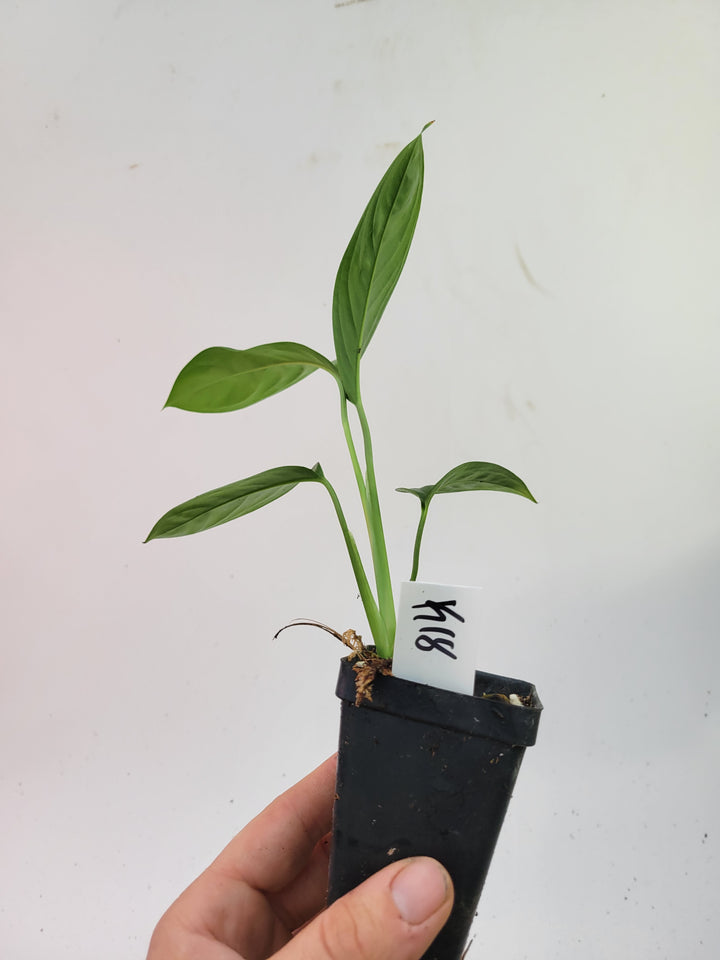 Monstera Obliqua Bolivian Form.  US seller- L18 - Nice Plants Good Pots