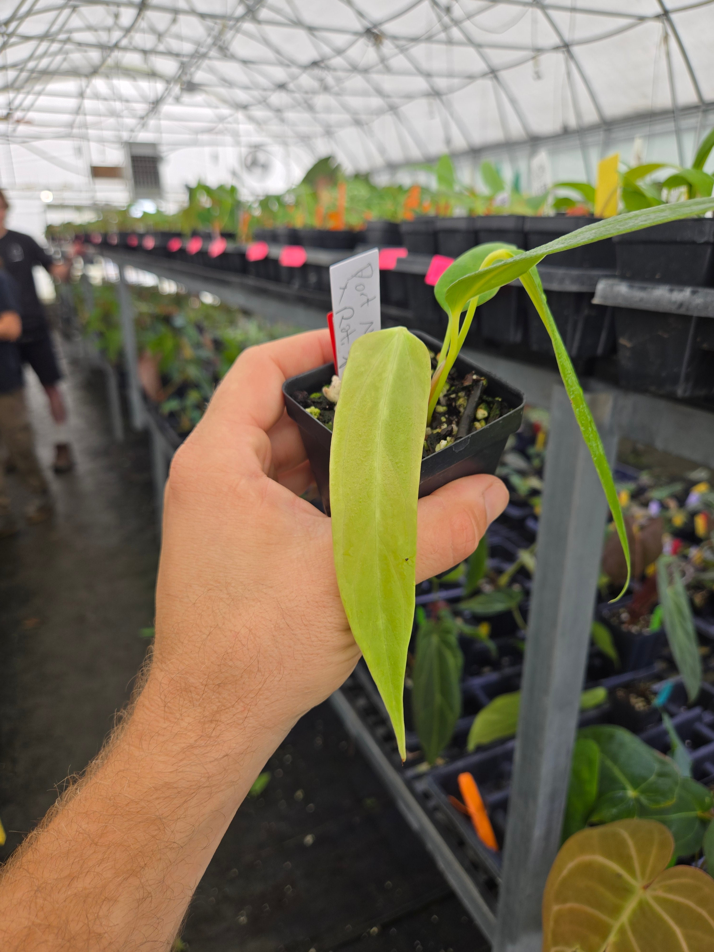 Anthurium Portillae 'NSE Dewey Fisk Clone' x Rotundatum s.p (A111)