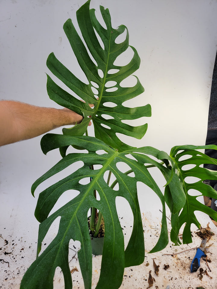 Monstera Deliciosa Brazil. Brazilian form. Huge mature specimen.  3ft tall #k103a - Nice Plants Good Pots