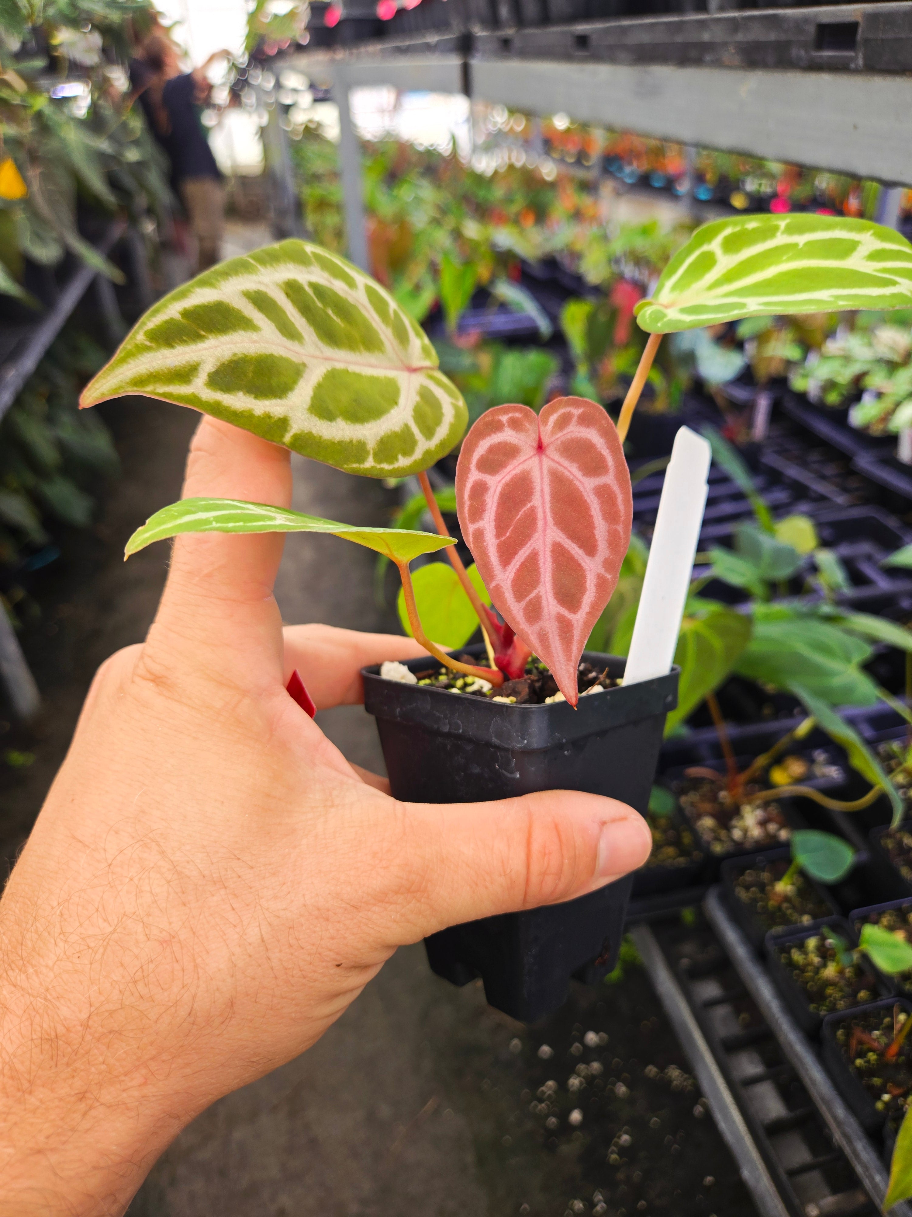 Anthurium 'Doc Block Purple F2' x 'SKG Grey' (A115)