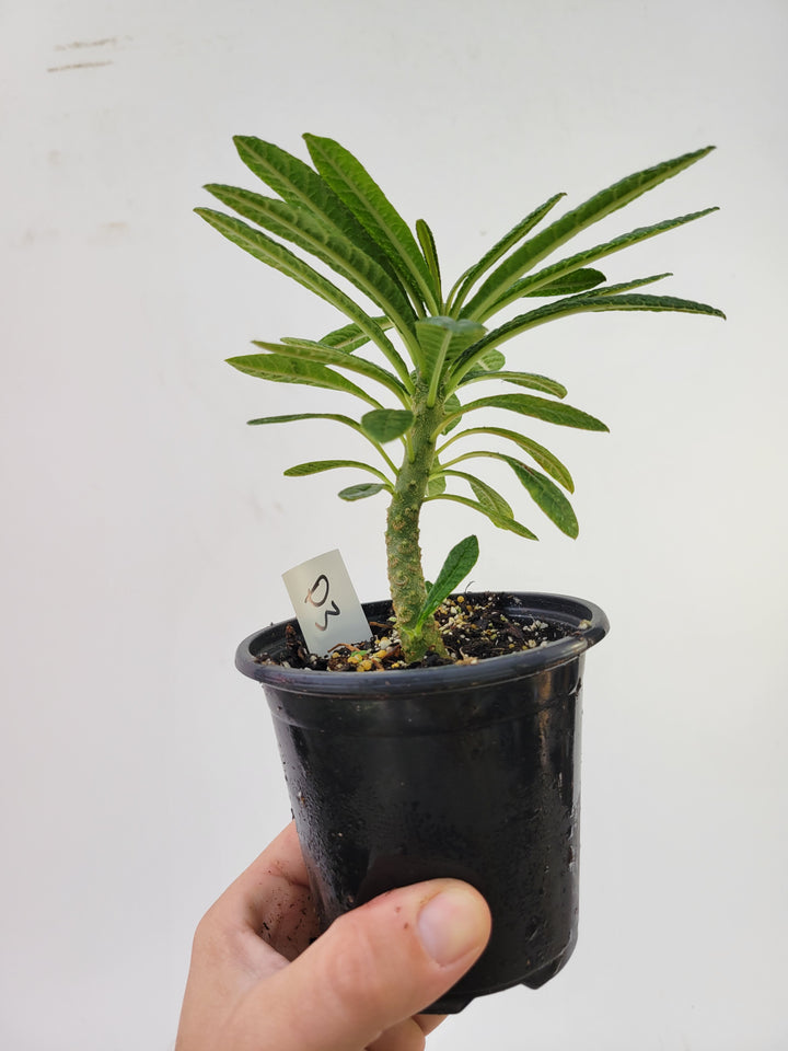 Dorstenia gigas. A Unique Caudex Semitropical Fig -  #D3 - Nice Plants Good Pots