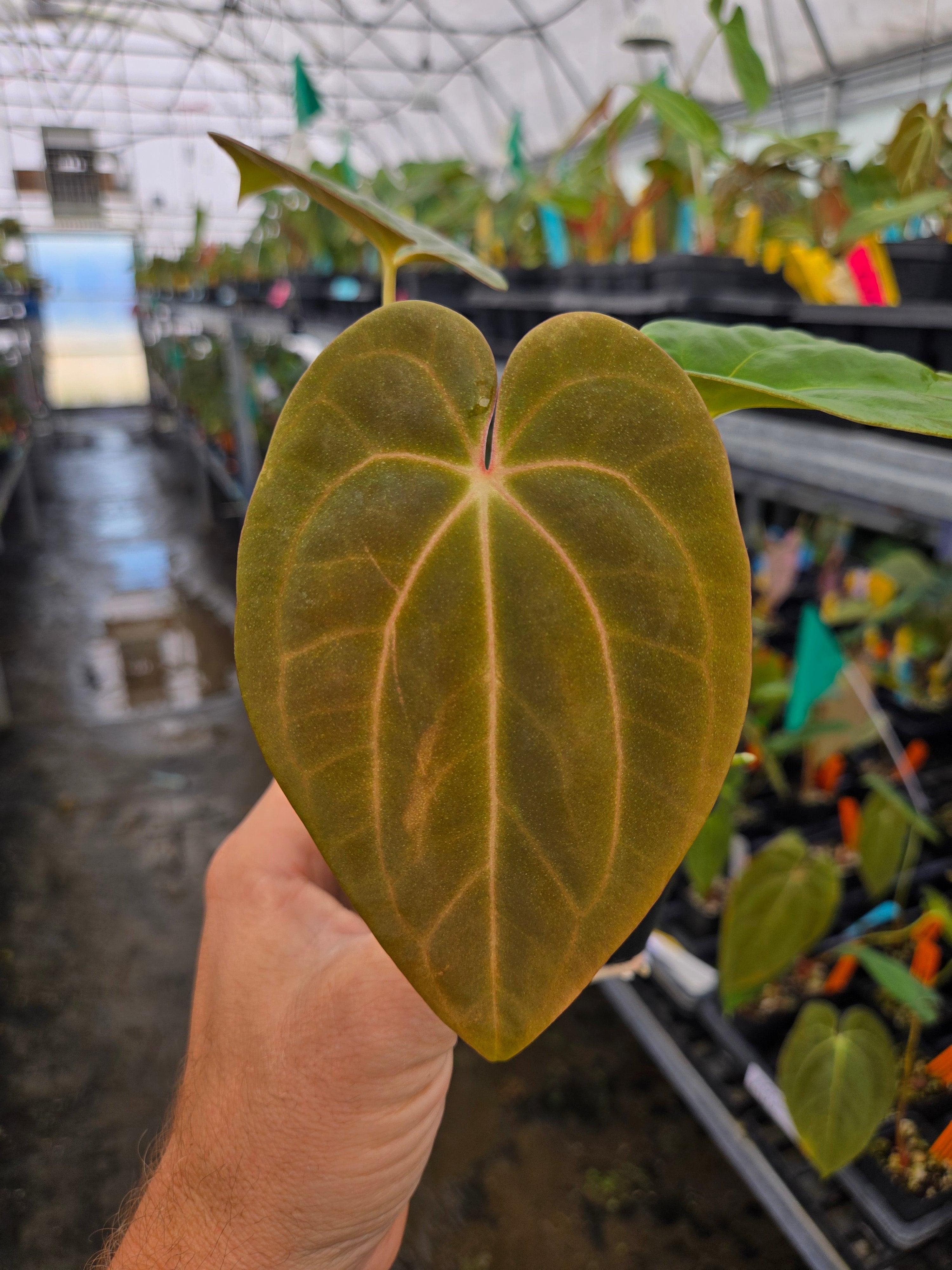 Anthurium Papillilaminum 'Panama Red' x 'Golden Child' (A82)