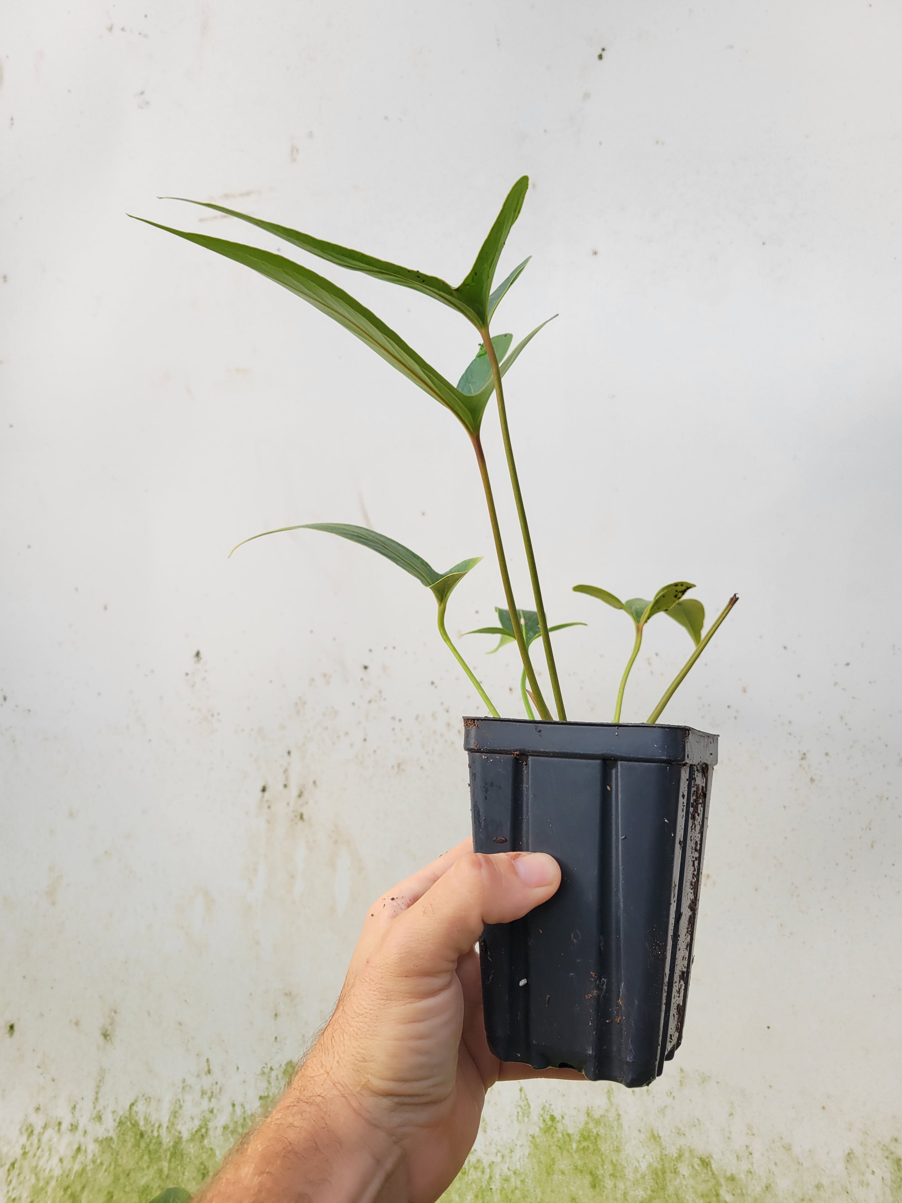 Anthurium Angustilobum