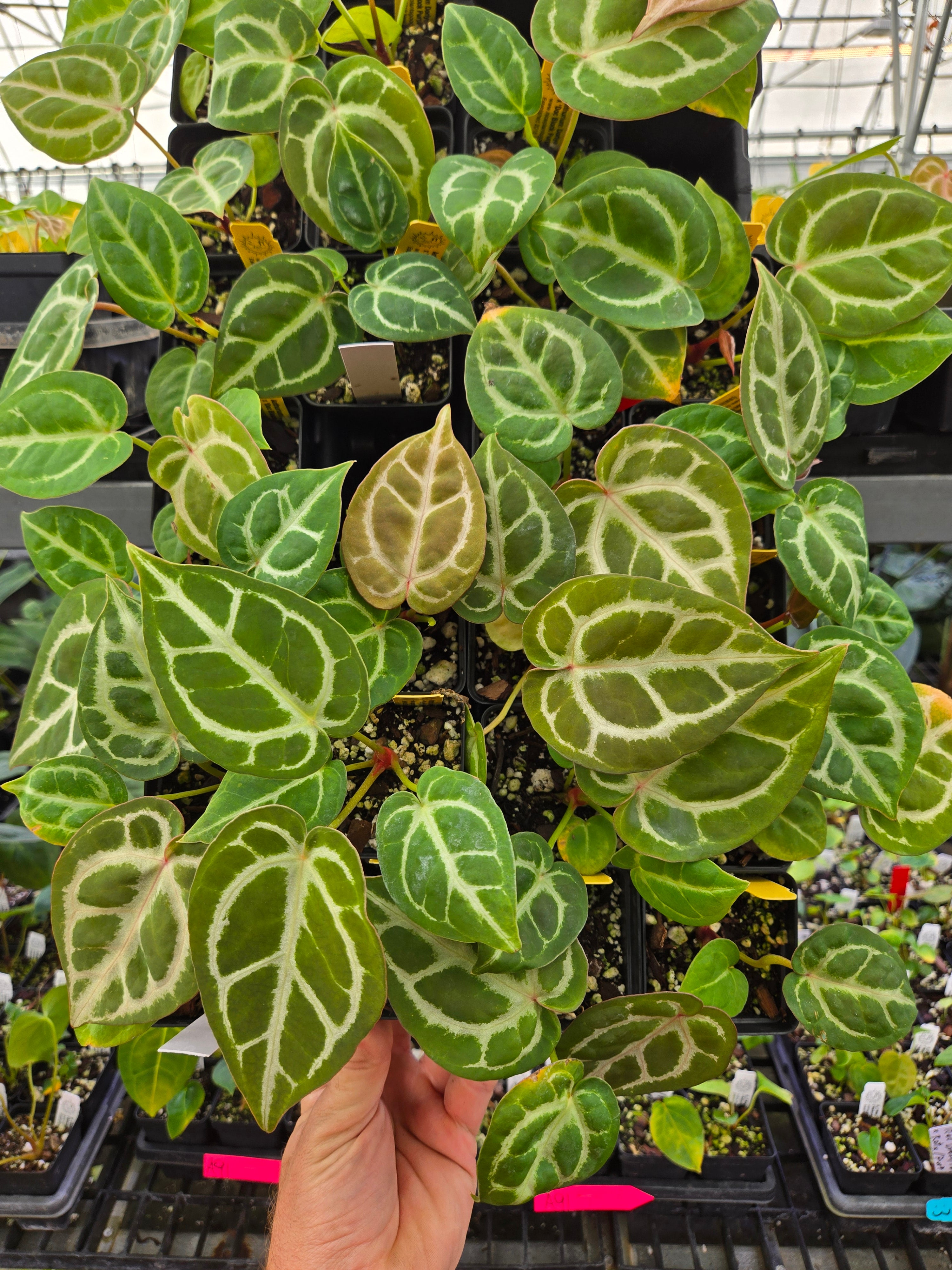 Anthurium Doriyaki Silver x 'Doc Block Purple F2' (A105)