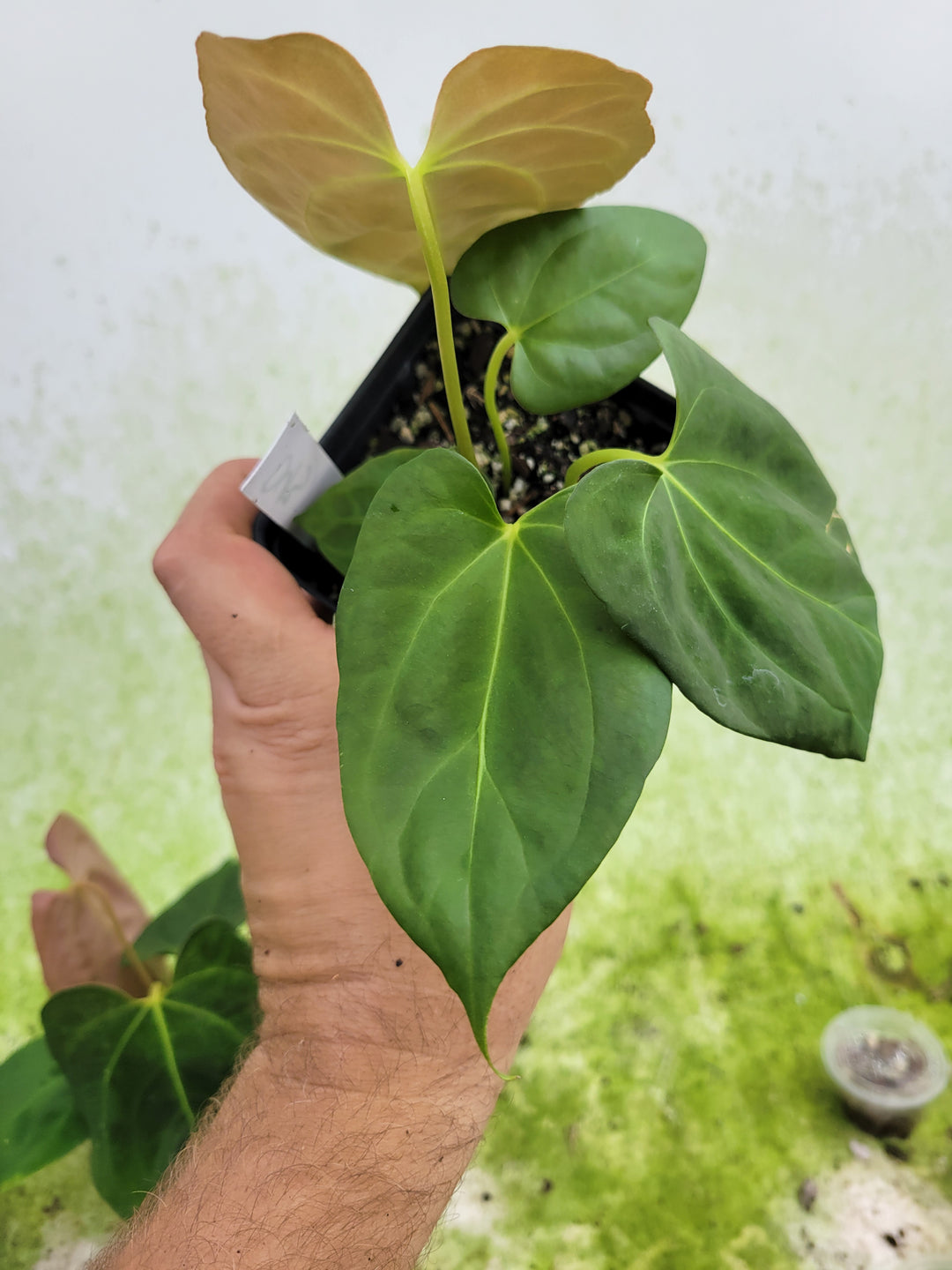 Anthurium Hoffmannii X x Ree Gardens Papillilaminum.  Select Dark form -#d43 - Nice Plants Good Pots