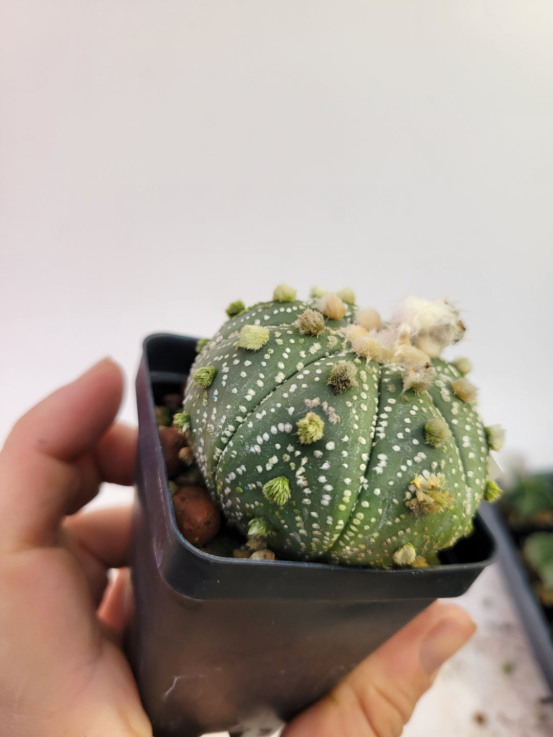 Astrophytum asterias cv. Superkabuto, rooted and established Deaw Cactus- Flowering Seed Grown#T28 - Nice Plants Good Pots