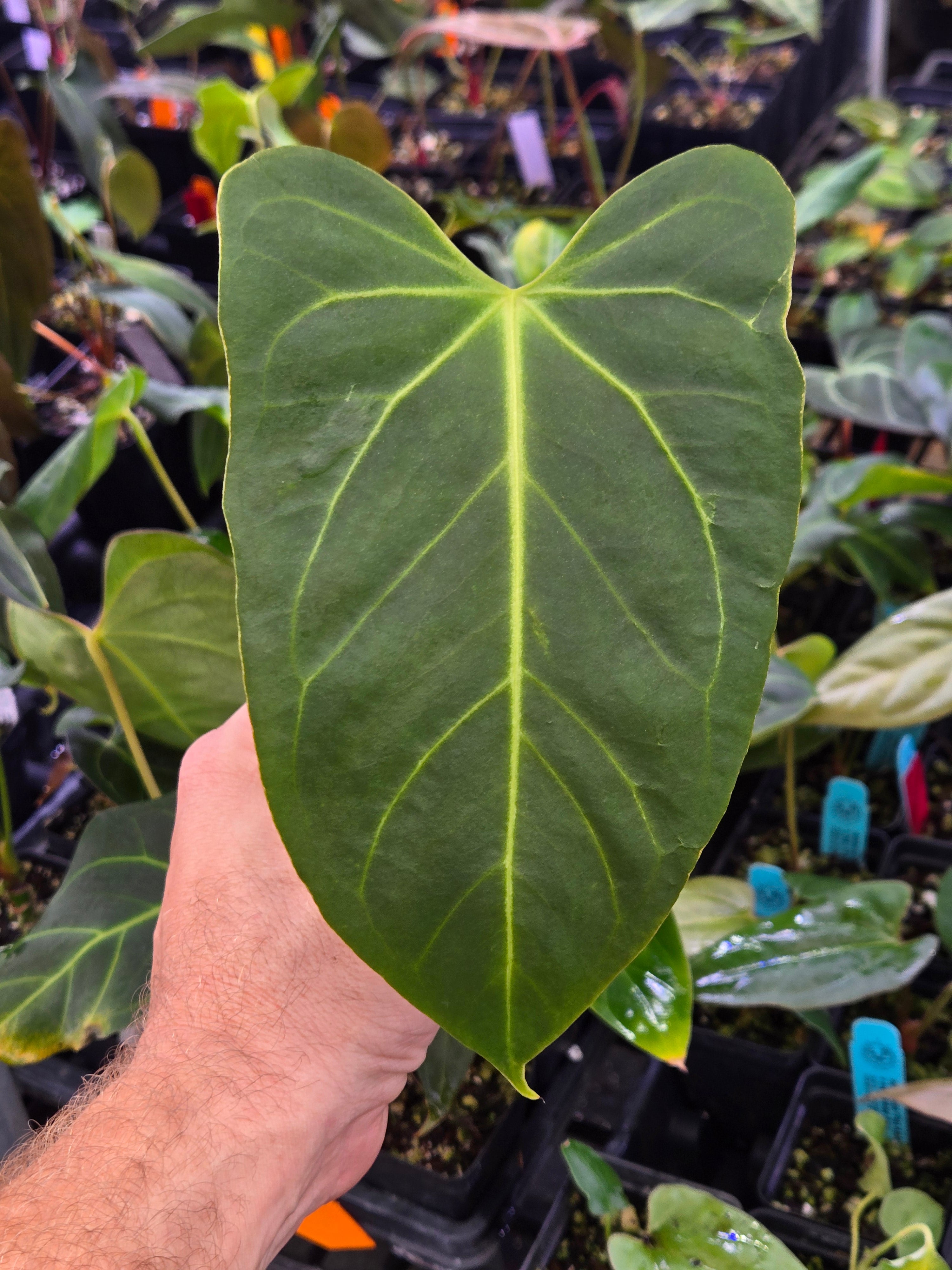 Anthurium ‘Non-Regale NOID’ x ‘Rotundatum X’ (A96)