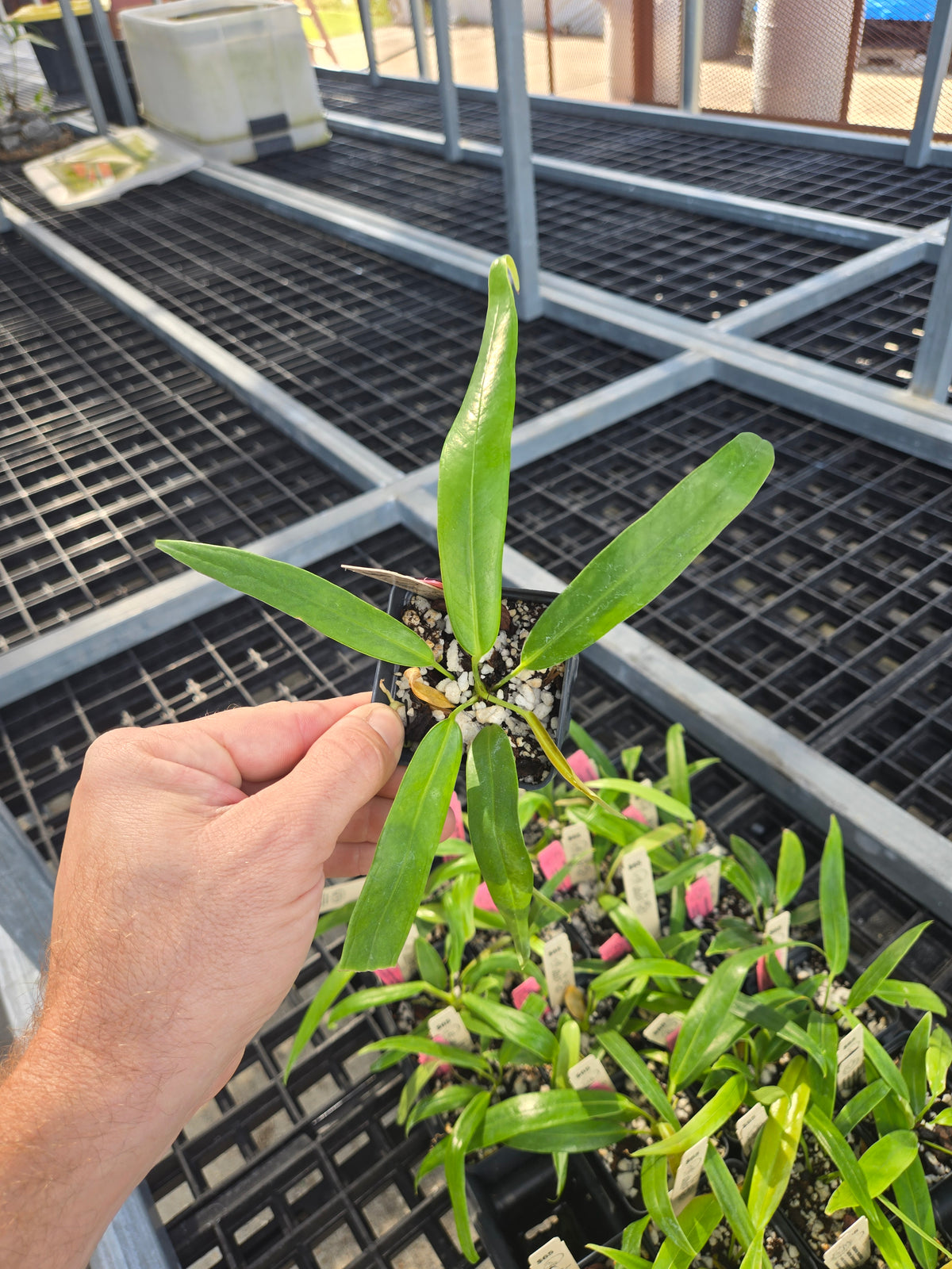 Anthurium Rotundatum sp (SP03)