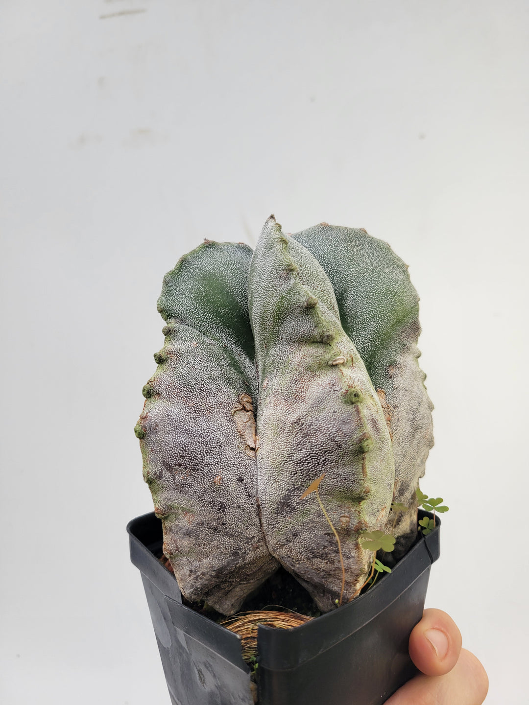 Astrophytum Myriostigma . 4" pot, very established, Specimen size XXL  #T60 - Nice Plants Good Pots