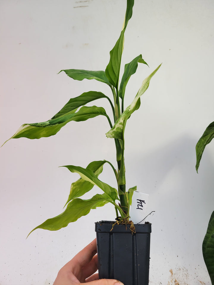 Aglaonema modestum variegated 'Split Milk'   2 growth points! Extra Large #L21-1 - Nice Plants Good Pots