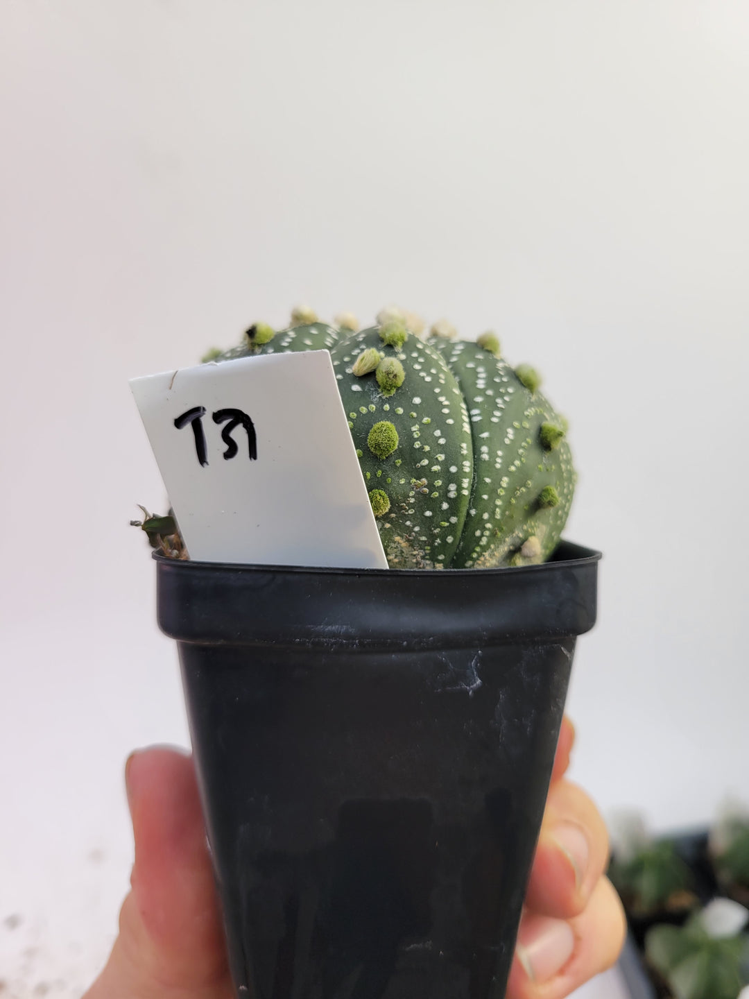 Astrophytum asterias cv. Superkabuto, rooted and established Deaw Cactus- Flowering Seed Grown#T31 - Nice Plants Good Pots