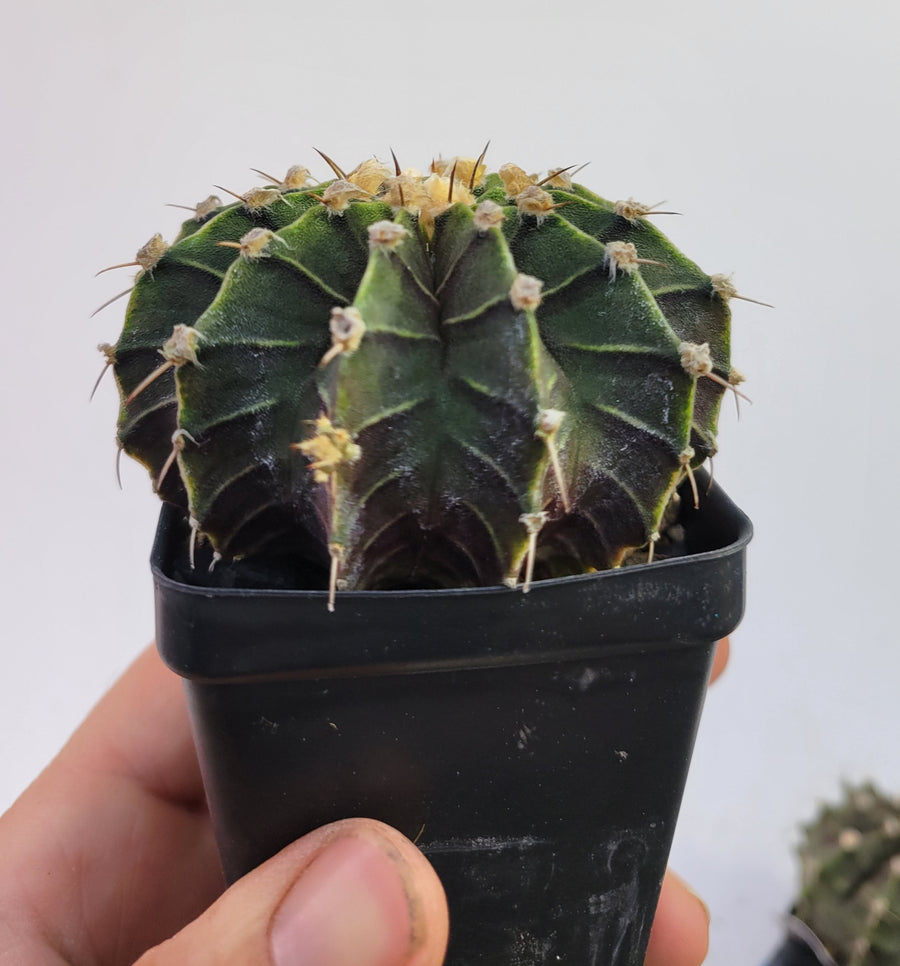 Gymnocalycium Friedrichii LB 2178. Xlarge Flowering Size!  rooted & established, (Deaw Cactus ) Beautiful purple cactus #t33 - Nice Plants Good Pots