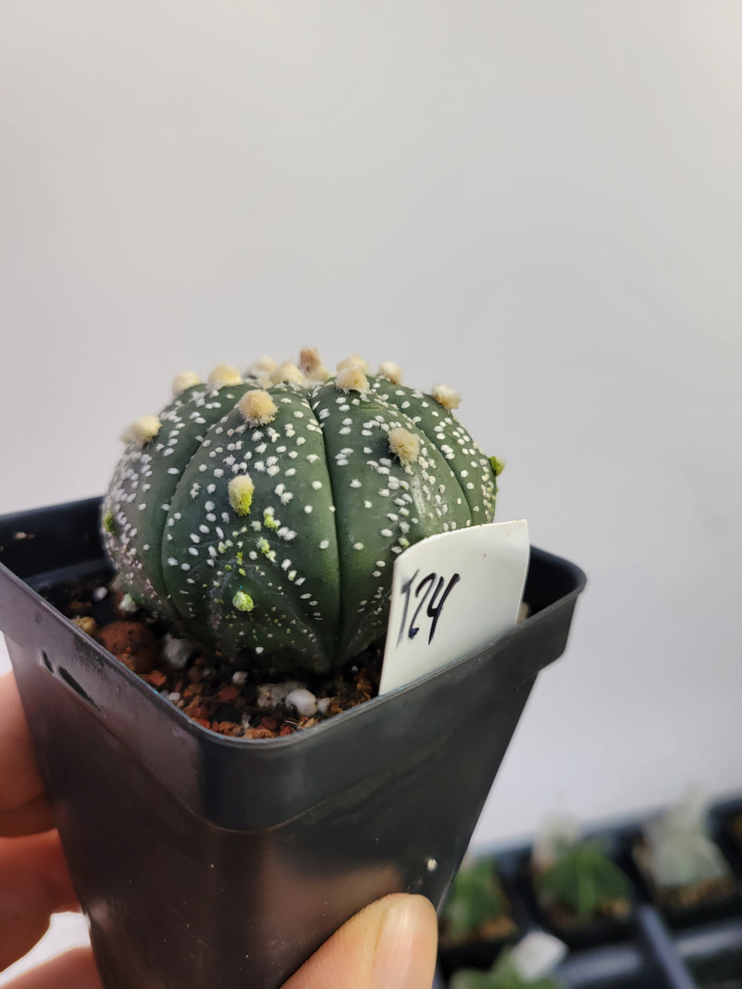 Astrophytum asterias cv. Superkabuto, rooted and established Deaw Cactus- Flowering Seed Grown #T24 - Nice Plants Good Pots