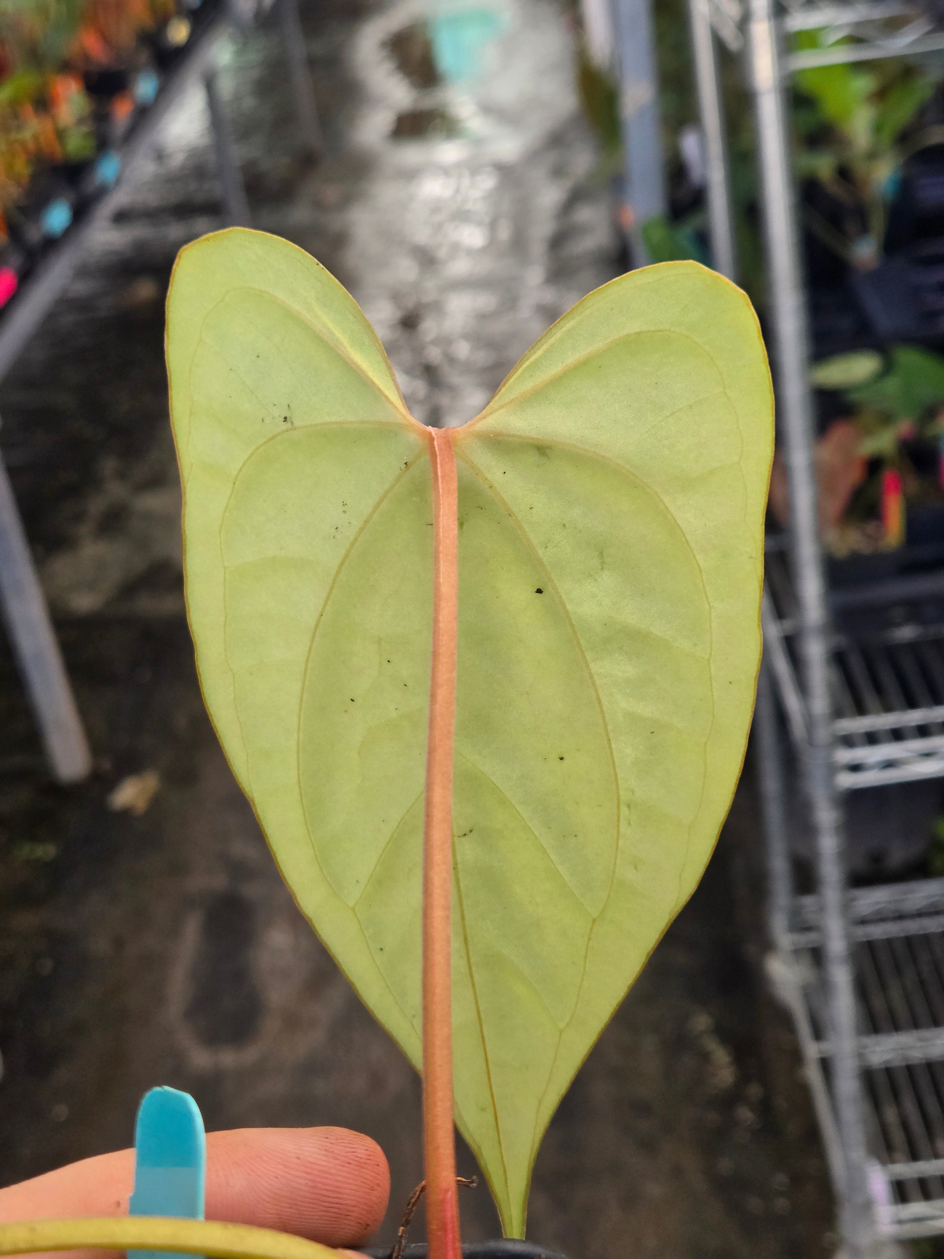 Anthurium ‘Tim Anderson Mag Pap #2' x sp Silver Peru (A97)