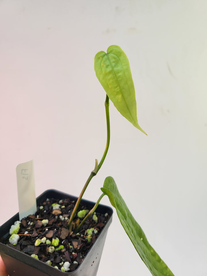 Anthurium Sp Limon. Rare climbing Anthurium , collector anthurium - #f15 - Nice Plants Good Pots
