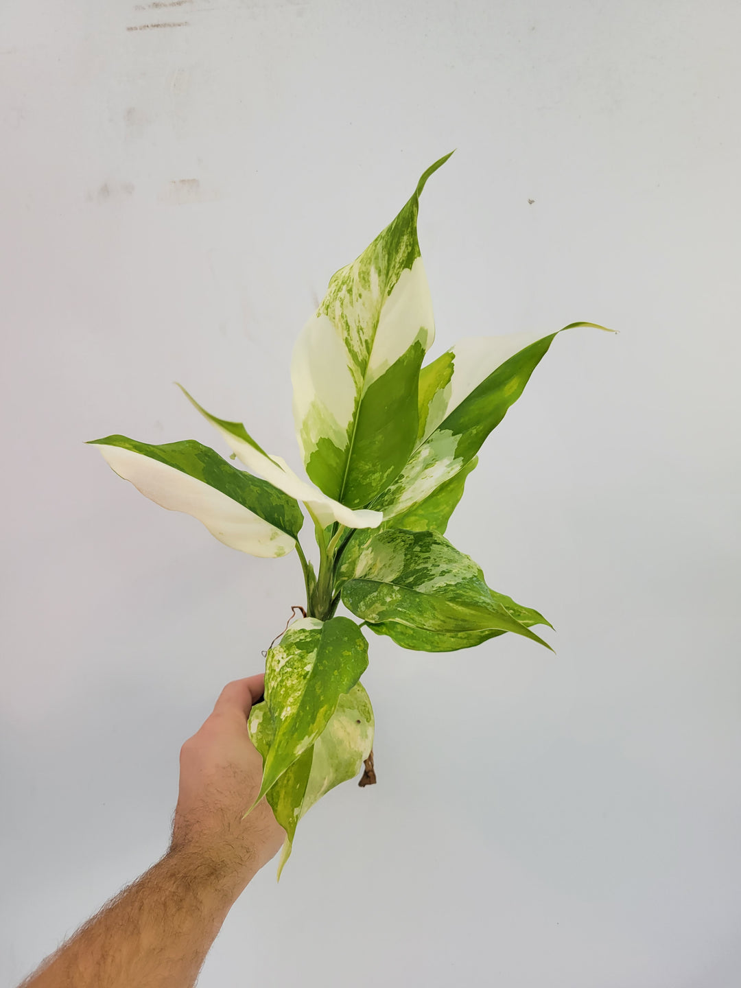 Aglaonema modestum variegated 'Split Milk'  Extra Large #T51