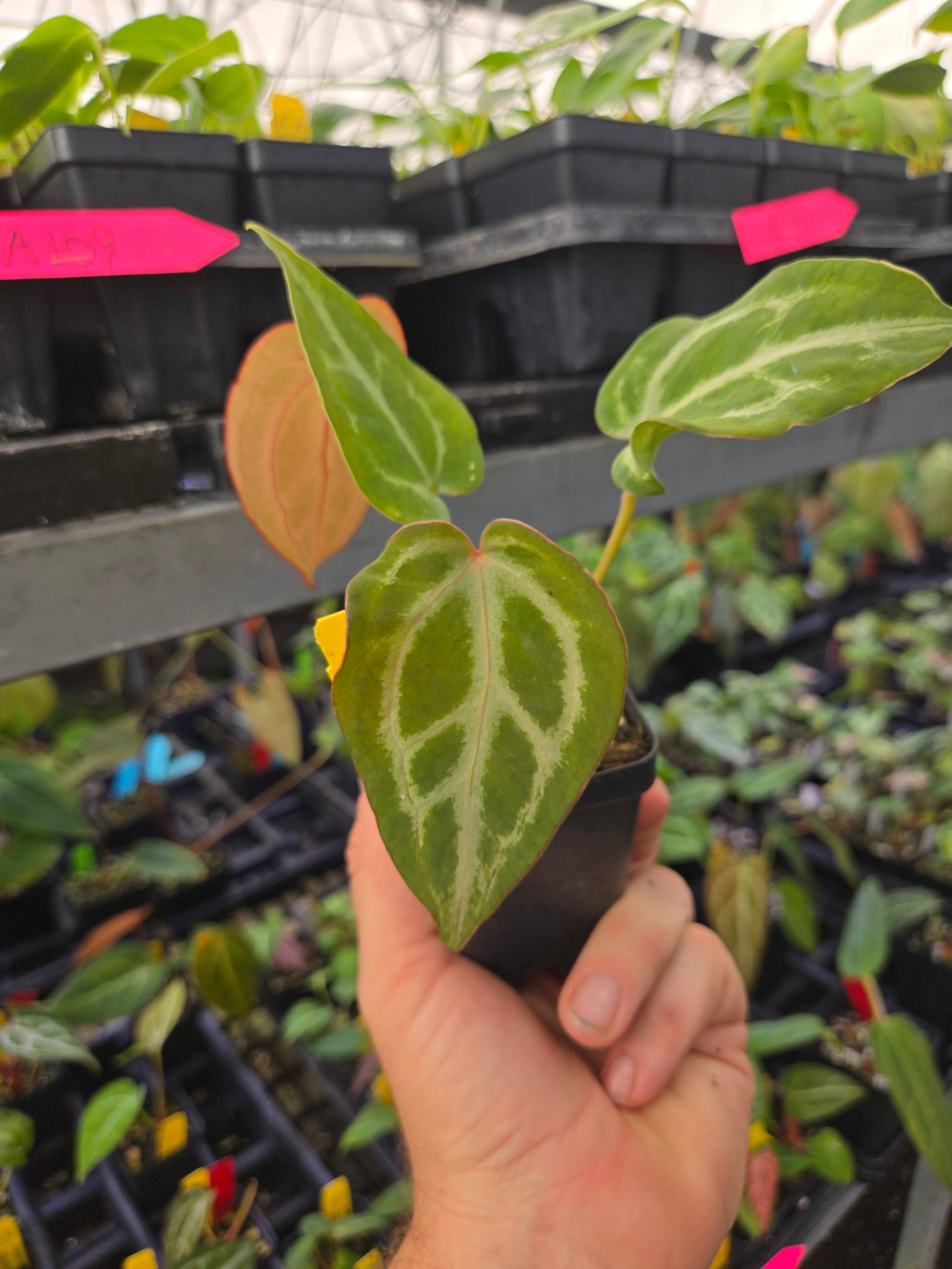 Anthurium 'SKG Grey F2' (A88)