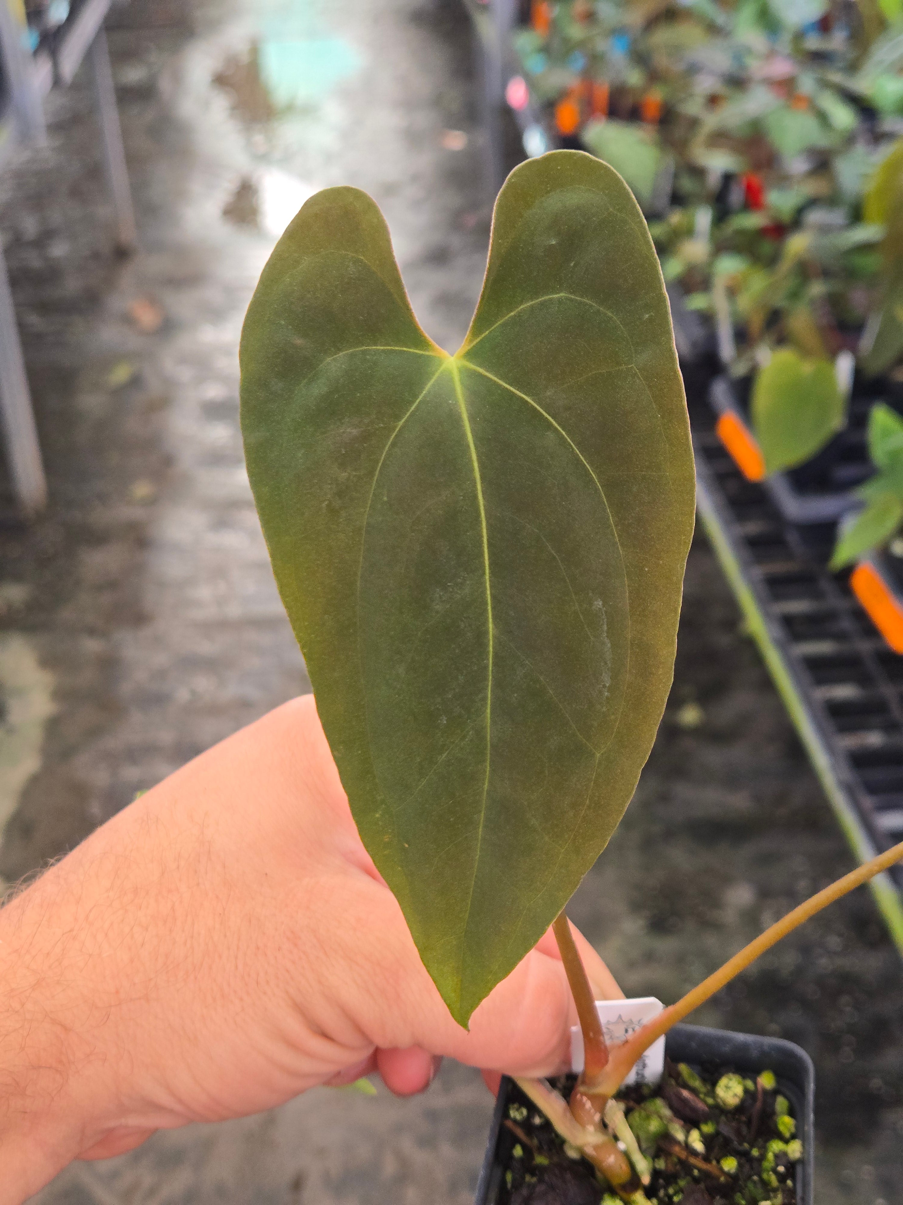 Anthurium Papillilaminum x open (A101)