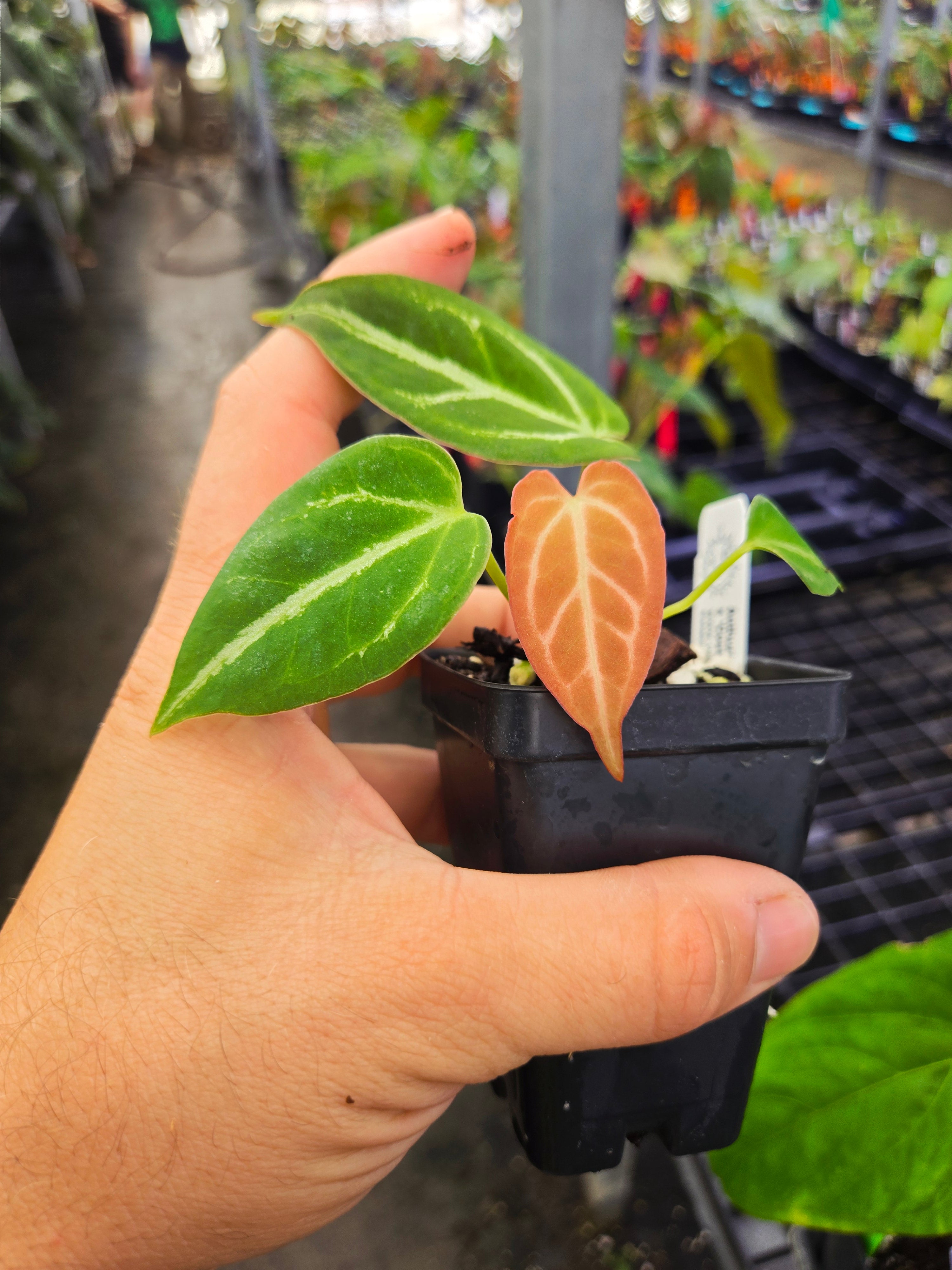 Anthurium ('Caycee'/ 'Griege') x 'Costa Rican Crystal' (A116)
