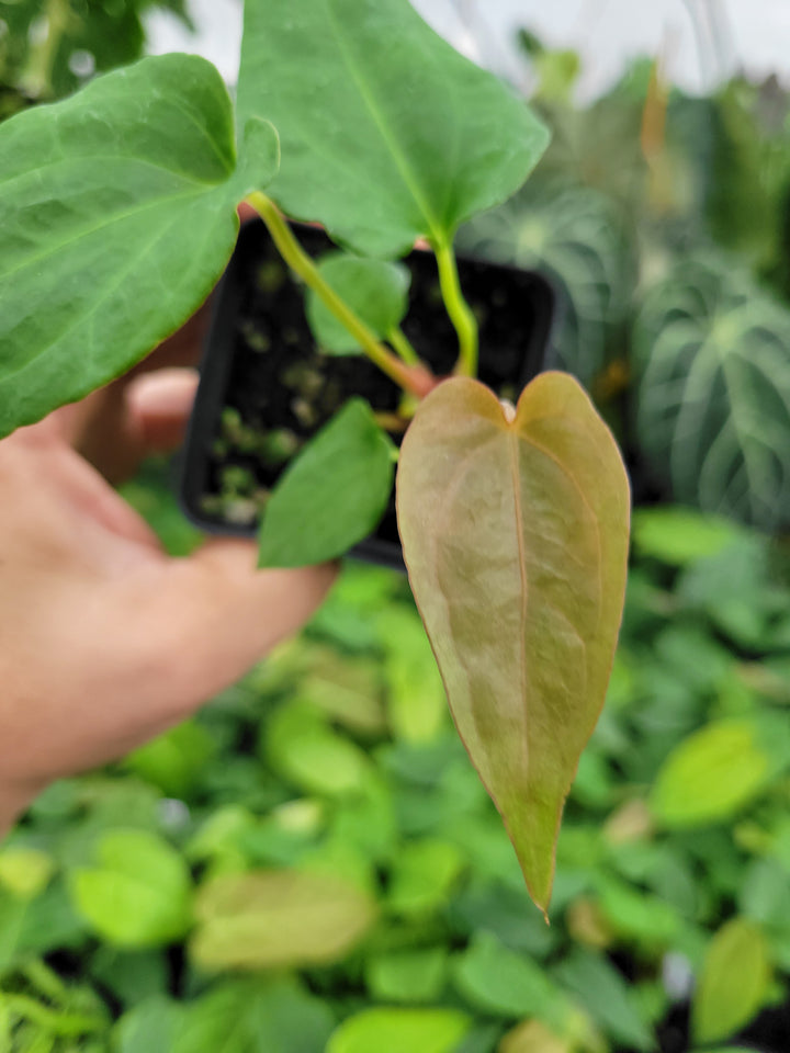 Anthurium Papillilaminum Ree Gardens X A. Ree Gardens Non Besseae