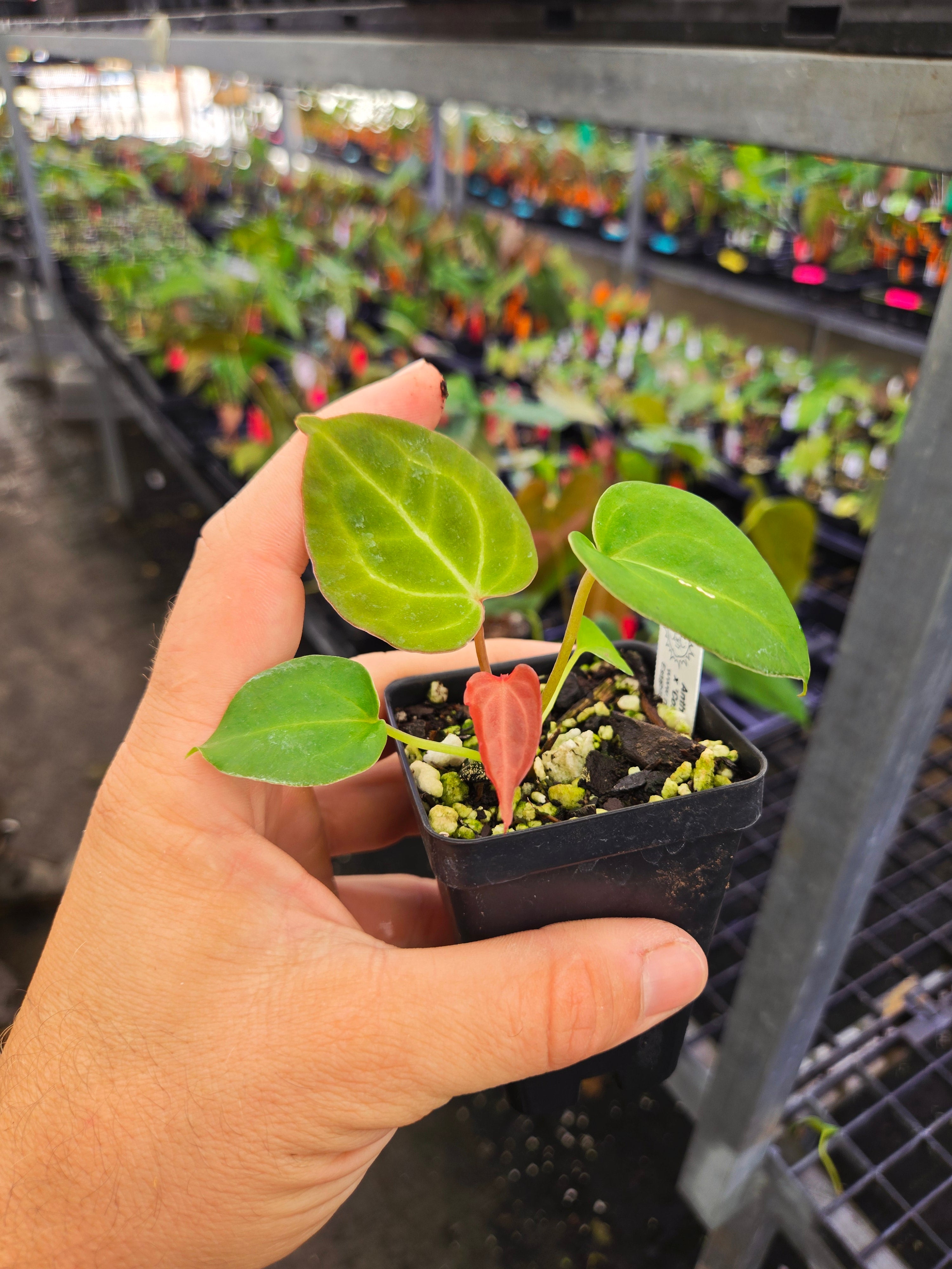 Anthurium ('Caycee'/ 'Griege') x 'Costa Rican Crystal' (A116)