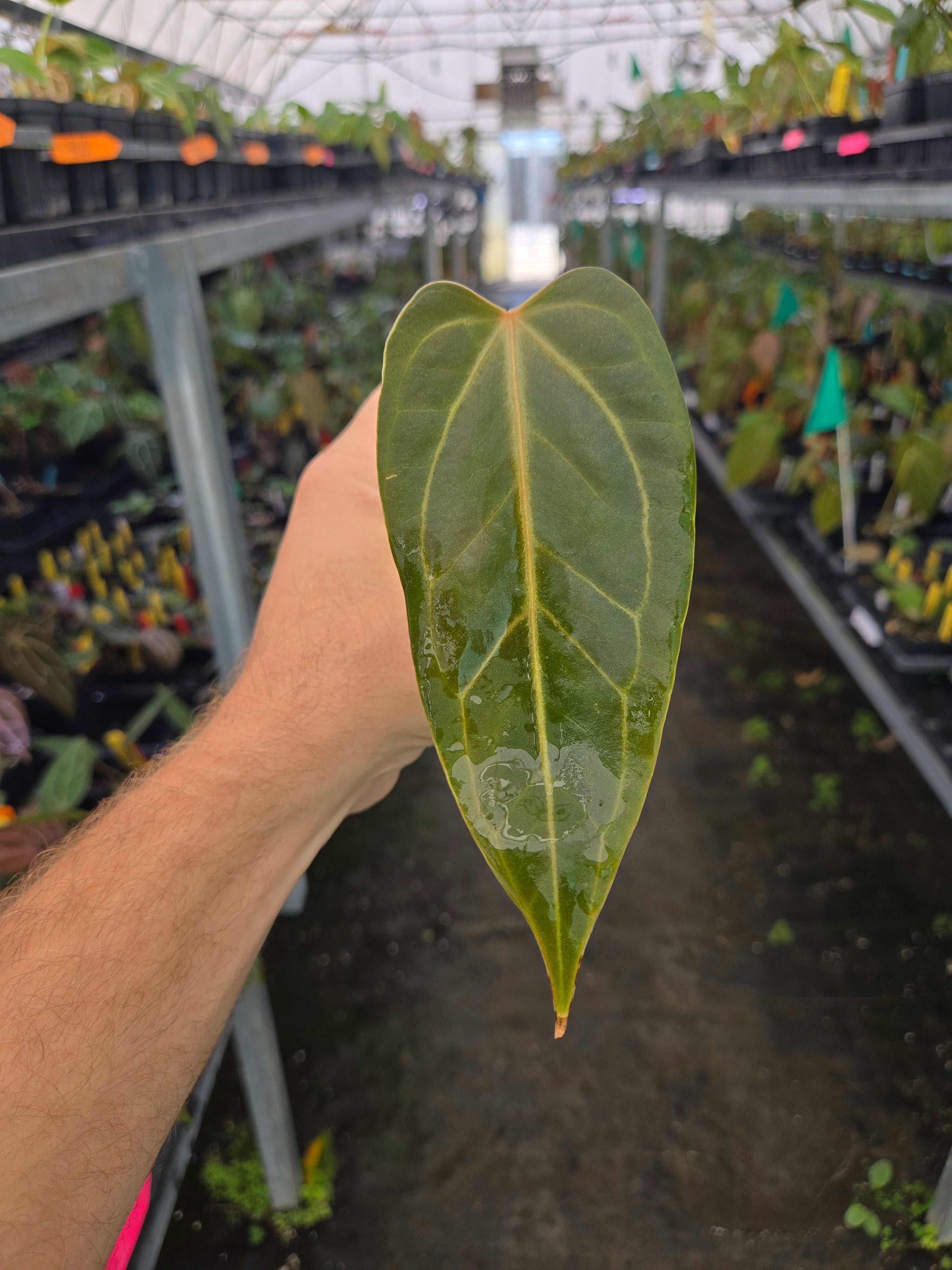 Anthurium 'Rotundatum X' x ('Rotundatum X' /Doc Block Purp F2') #2 (A85)