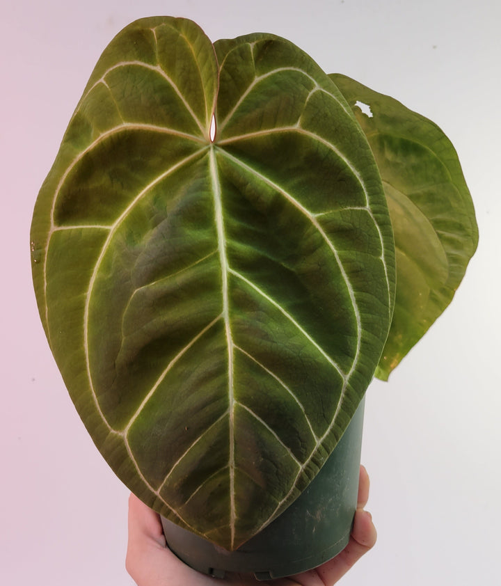 Anthurium Doc Block F2 x A. Hoffmannii ,Select 6in pot flowering size!-  #K61