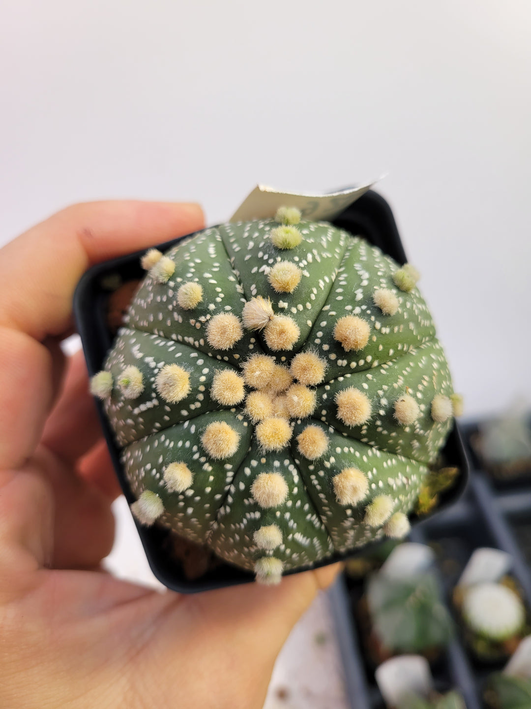 Astrophytum asterias cv. Superkabuto, rooted and established Deaw Cactus- Flowering Seed Grown#T26 - Nice Plants Good Pots