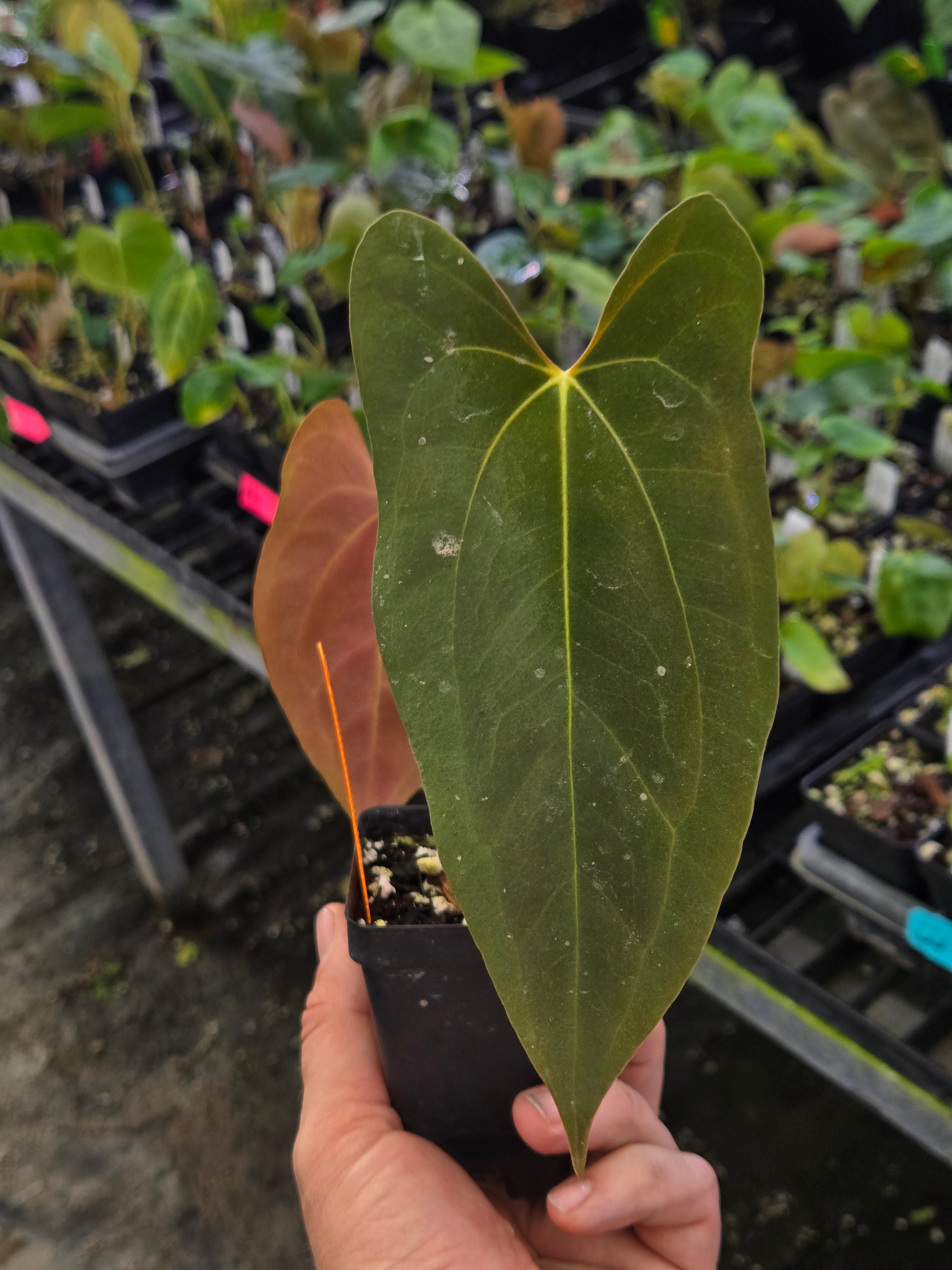 AnthuriumPapillilaminum ‘New Pap #1' x Papillilaminum ‘Ree Gardens’ (A92)