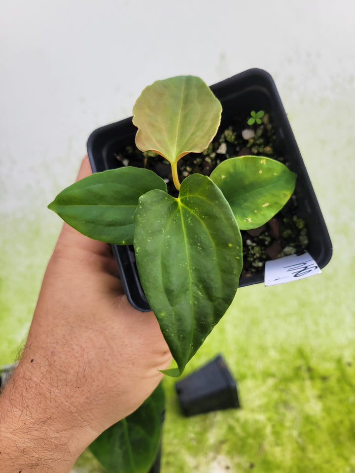 Anthurium Ree Gardens Papillilaminum x Self - #D44 - Nice Plants Good Pots