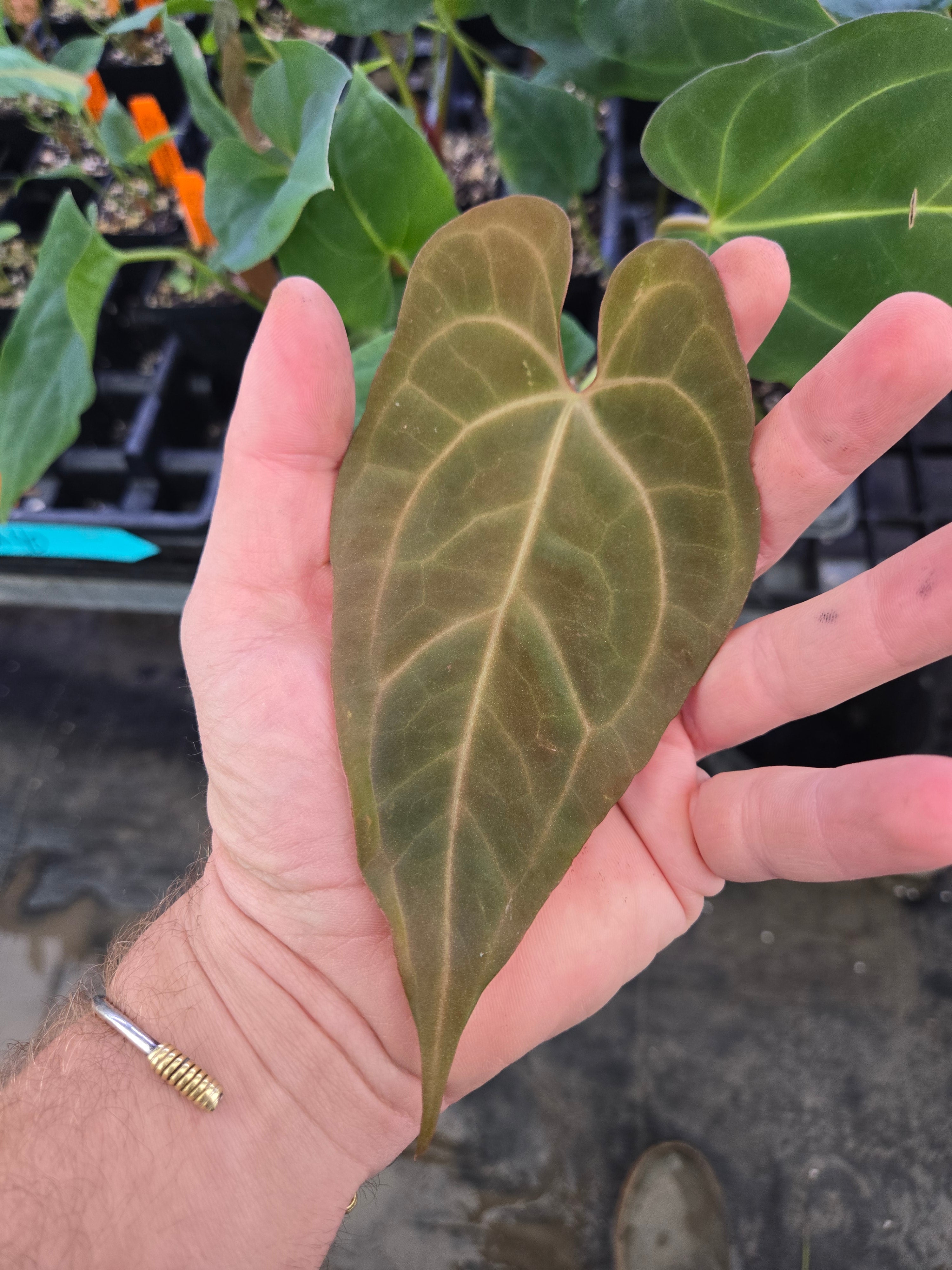 Anthurium Papillilaminum 'Ree Gardens' X ('Tim Anderson Crystal