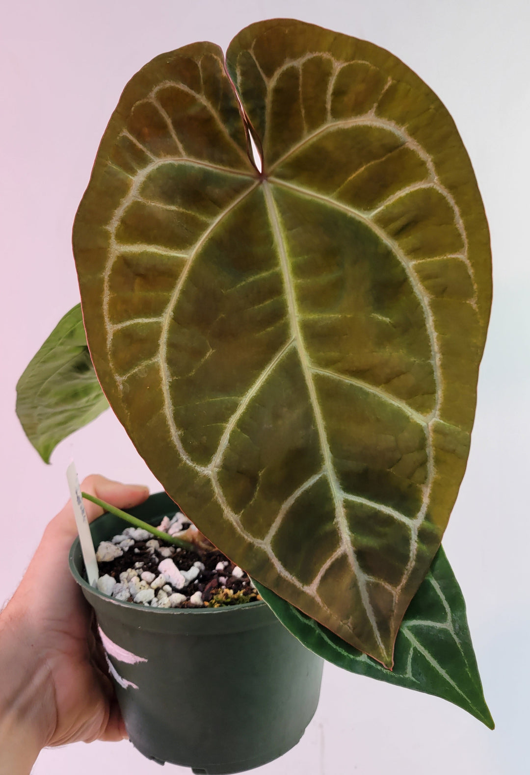 Anthurium Doc Block F2 x A. Hoffmannii, Select 6in pot flowering size!-  #K62