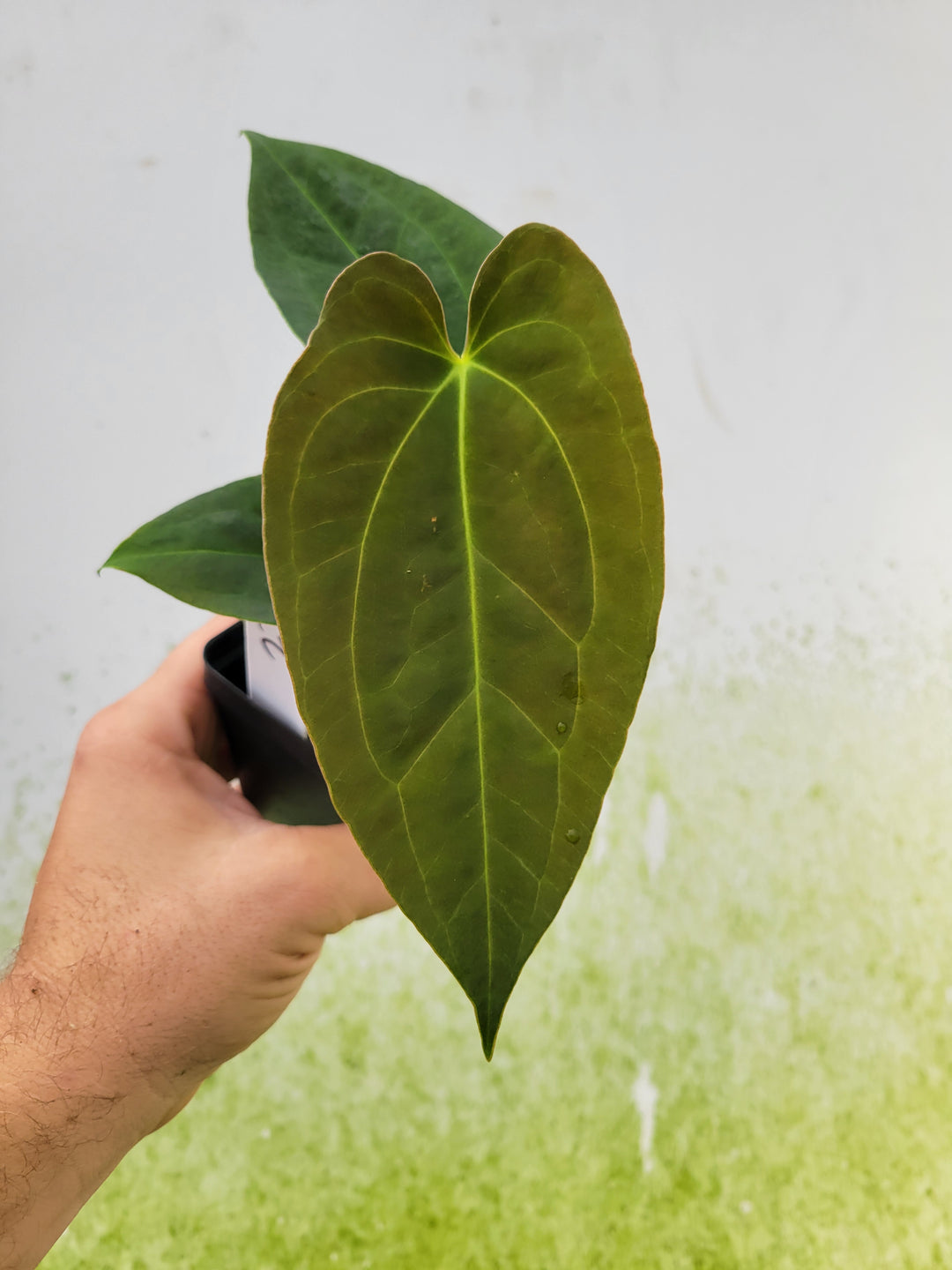 Anthurium  (Caycee x Griege) x Ree Gardens Papillilaminum - Select! C2 - Nice Plants Good Pots