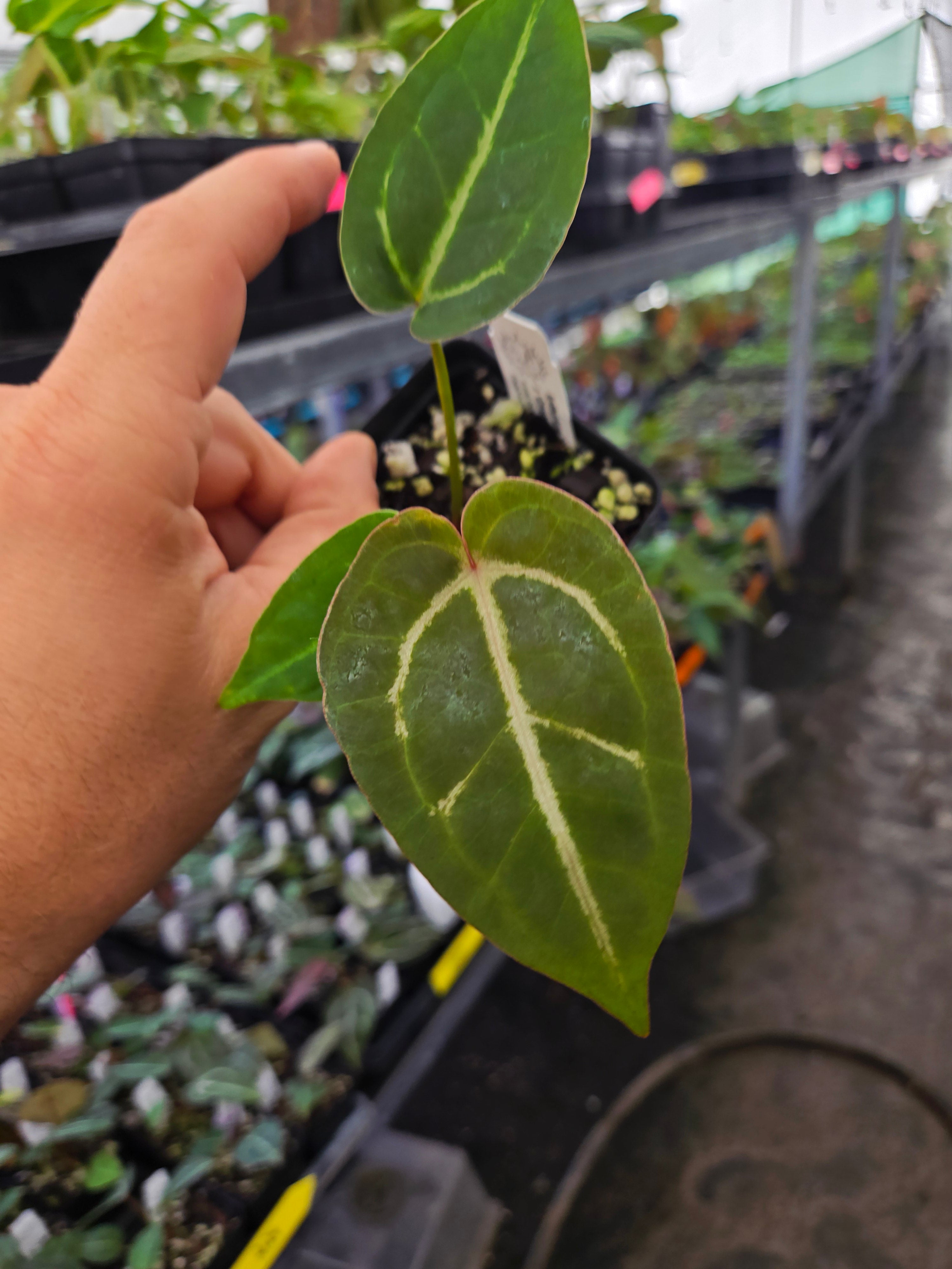 Anthurium 'Swampmannii Red' x 'Crystal Queen #2' (A122) – Nice