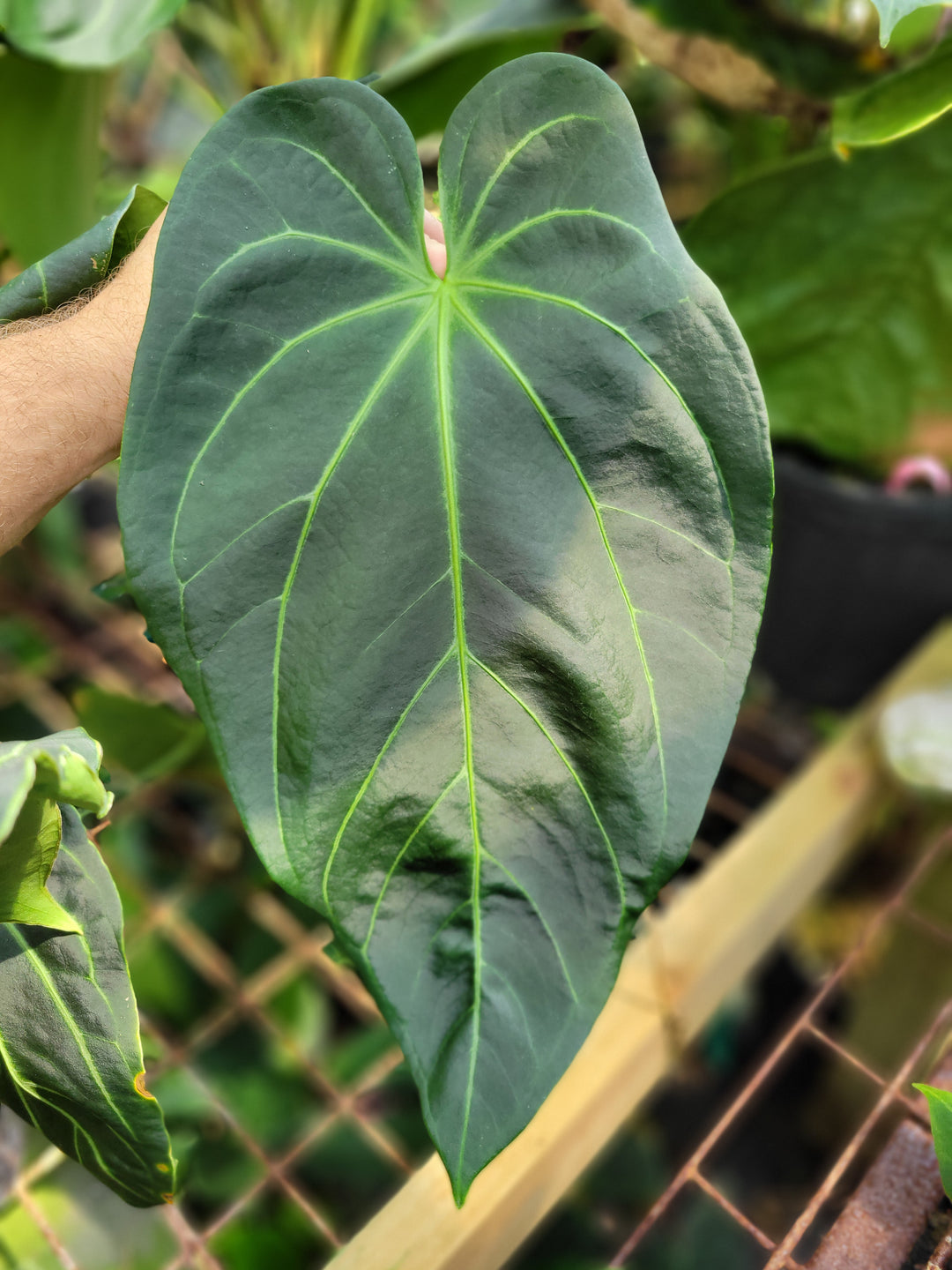 Anthurium Rotundatum X x (A. Tim Anderson Mag x Pap Dark & Narrow)