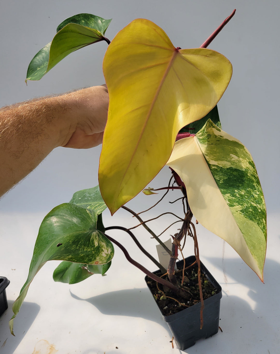 Philodendron Strawberry Shake, High Variegation, unique collector specimen , established,  exact plant, US Seller- #D17