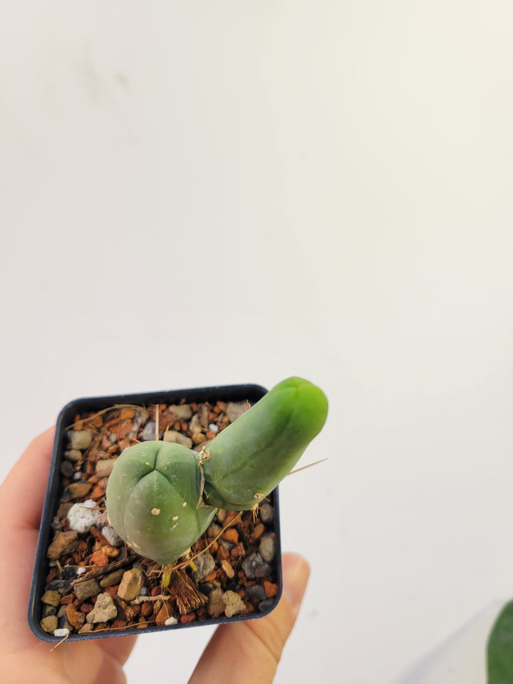 Penis Cactus.  Trichocereus Bridgesii Monstrose- Growers Choice. Well established . well rooted. USA Seller - Nice Plants Good Pots