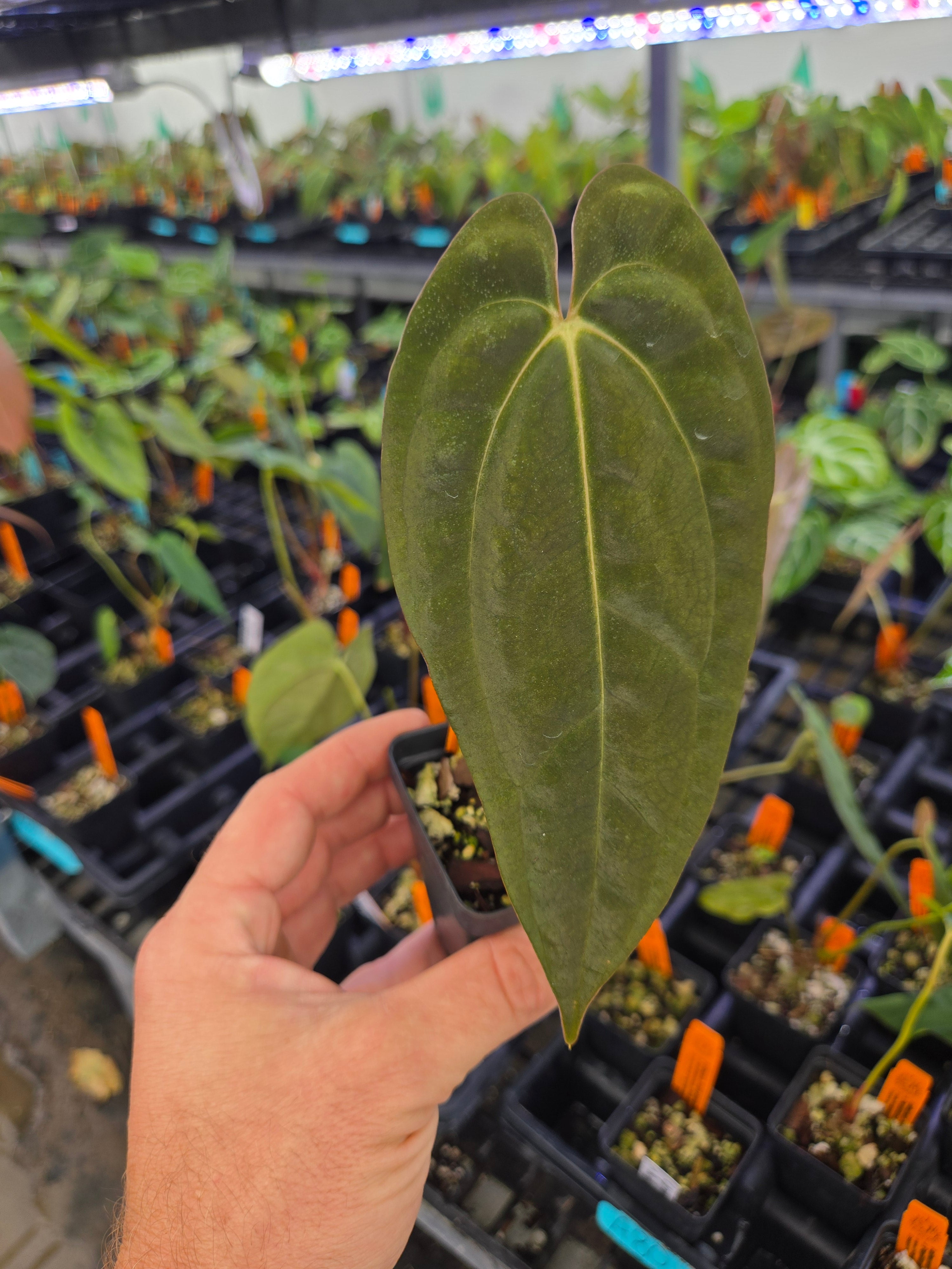 Anthurium 'Ralph Lynam NOID' x Papillilaminum 'Puffy Pap' (A80)