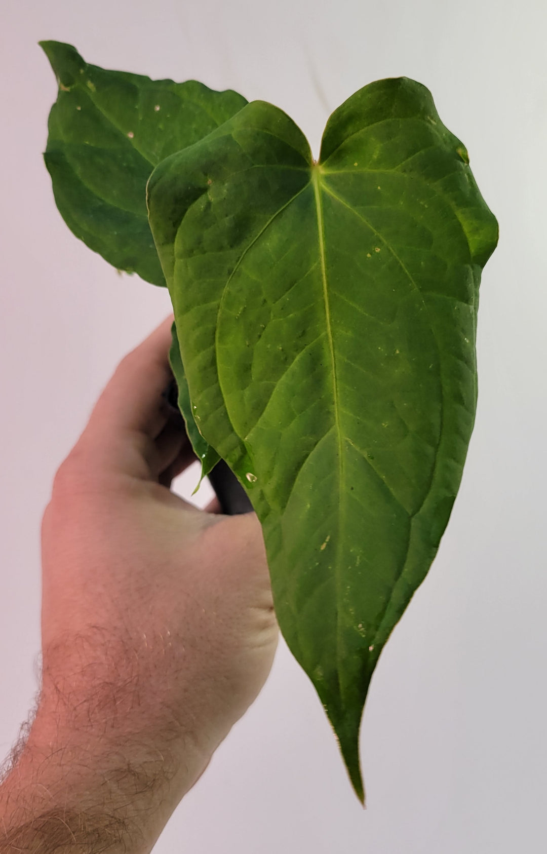 Anthurium (Magnificum x Moronense) X Dr Block F2. Flat sinus triangular leaf hybrid! #k87