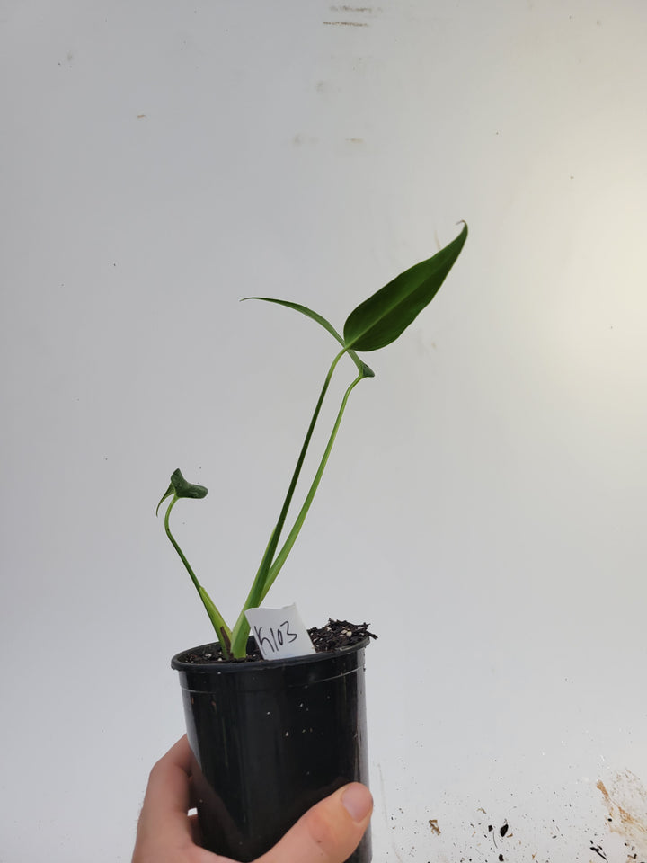 Monstera Burle Marx Flame. Large plant. Non Tissue Culture #K103 - Nice Plants Good Pots
