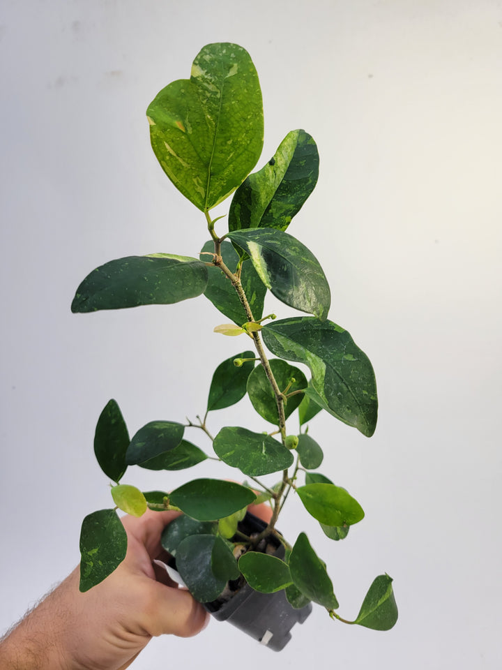 Ficus Deltoidea Variegated leaf . RARE epiphytic fig #k87