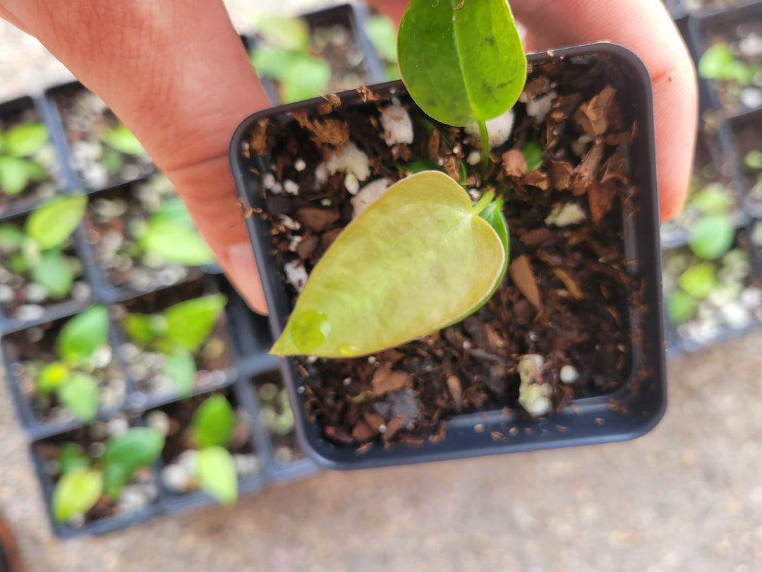 Anthurium Magnificum / Moronense  X Tim Anderson Mag / Papillilaminum! Long and Narrow! - Nice Plants Good Pots