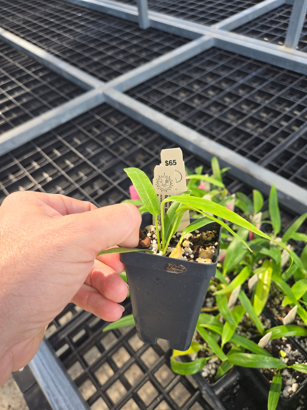 Anthurium Rotundatum sp (SP03)