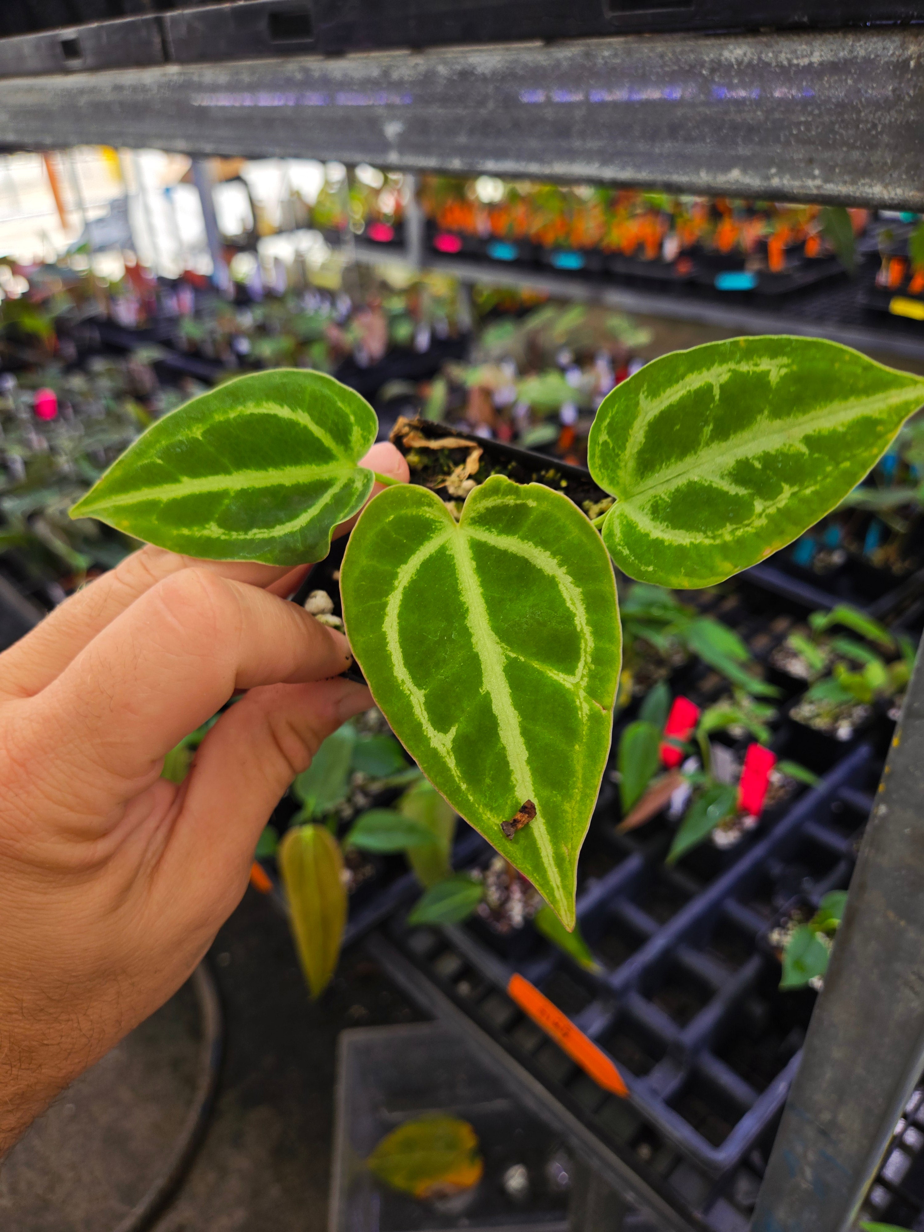 anthurium faustomirandae x clarinervium Anthurium 'Tim Anderson Dark Mag' x (SKG Faustomirandae / Clarinervium – Nice Plants Good Pots
