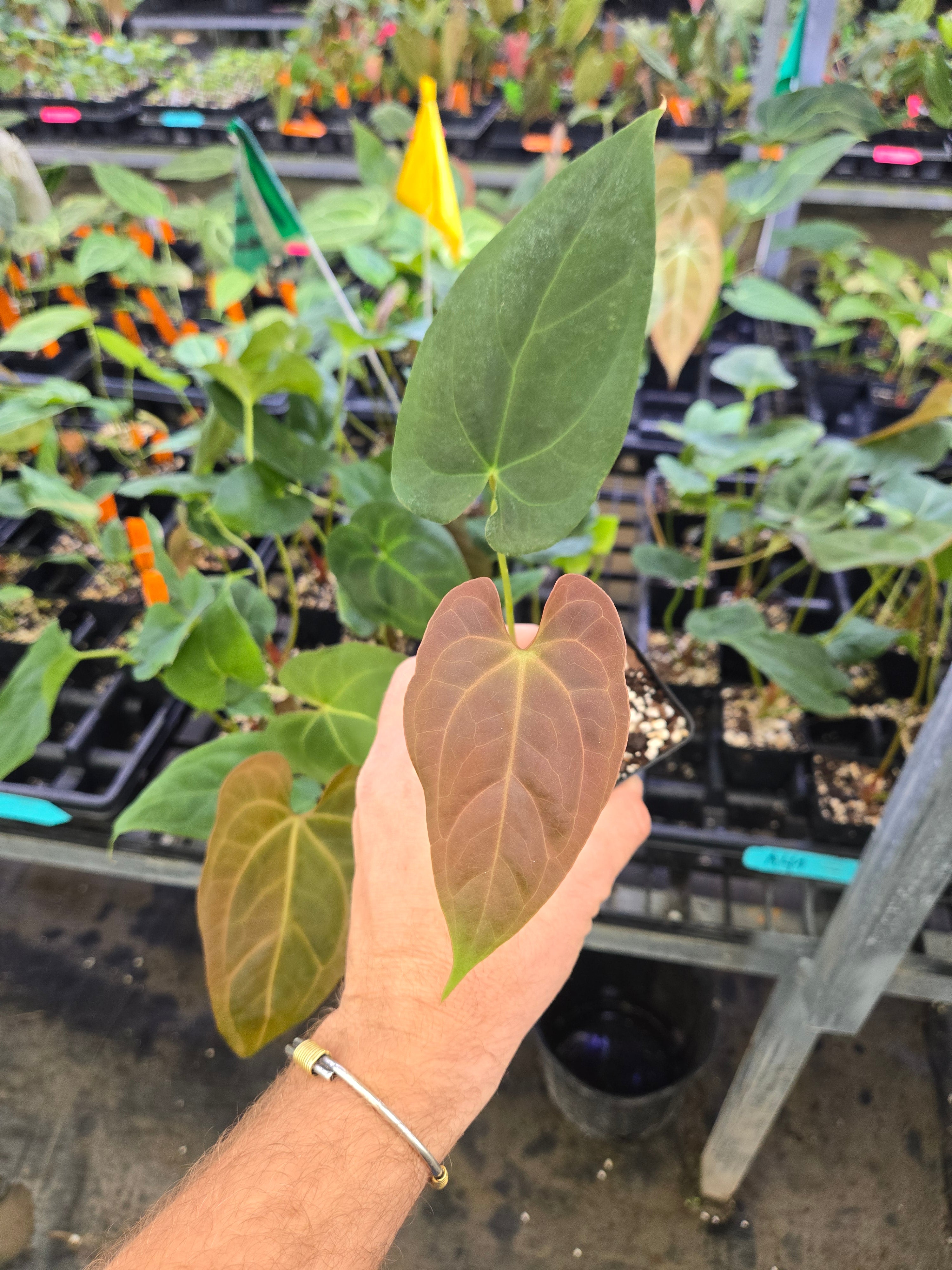a*k様 Anthurium Papillilaminum Ree Garden Anthurium Papillilaminum 'Ree Gardens' X ('Tim Anderson Crystal